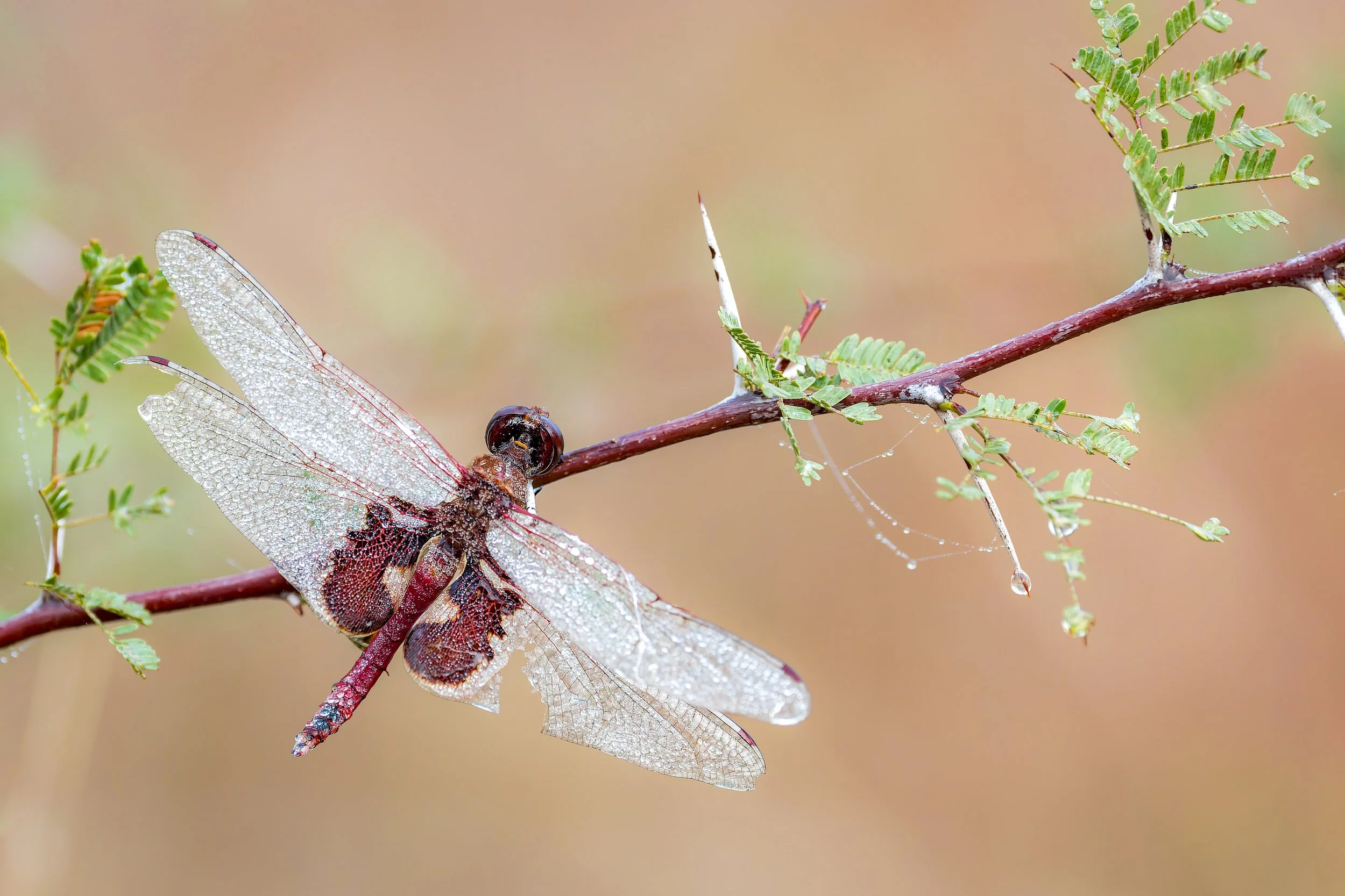 20241231- Estero Llano Grande SP-4741-CR3_DxO_DeepPRIME.jpg