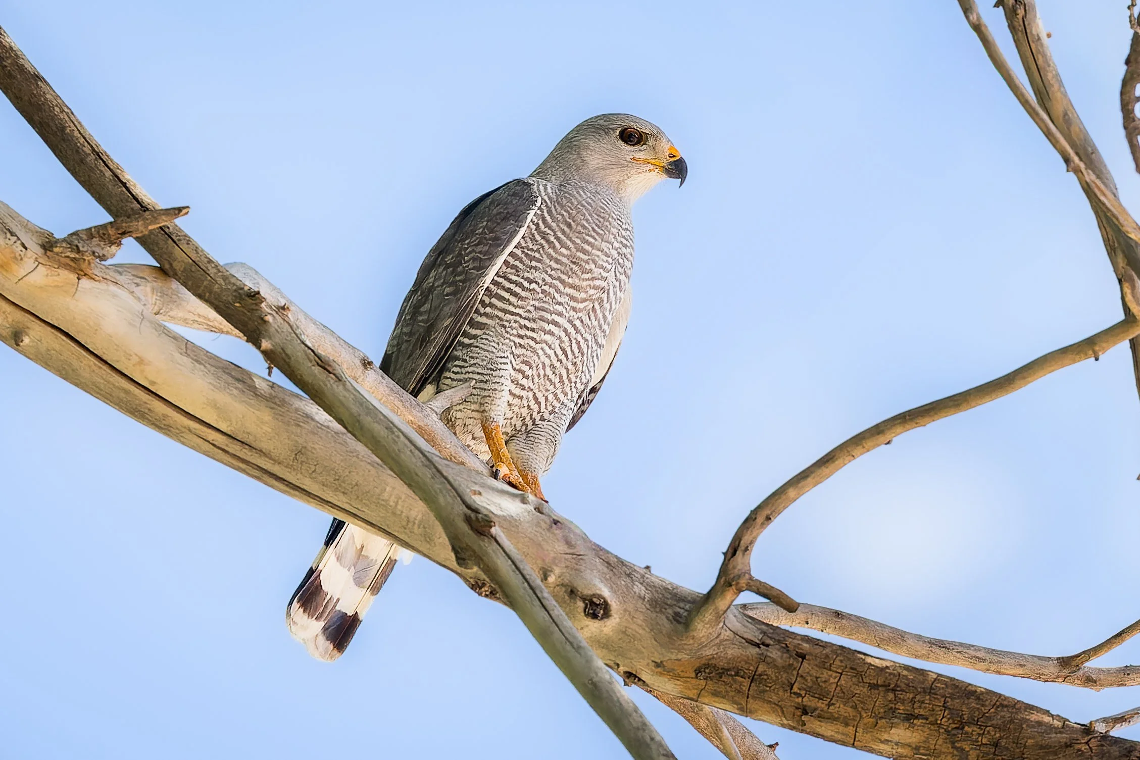 20230412- Isabella Lee Preserve-1253-CR3.jpg