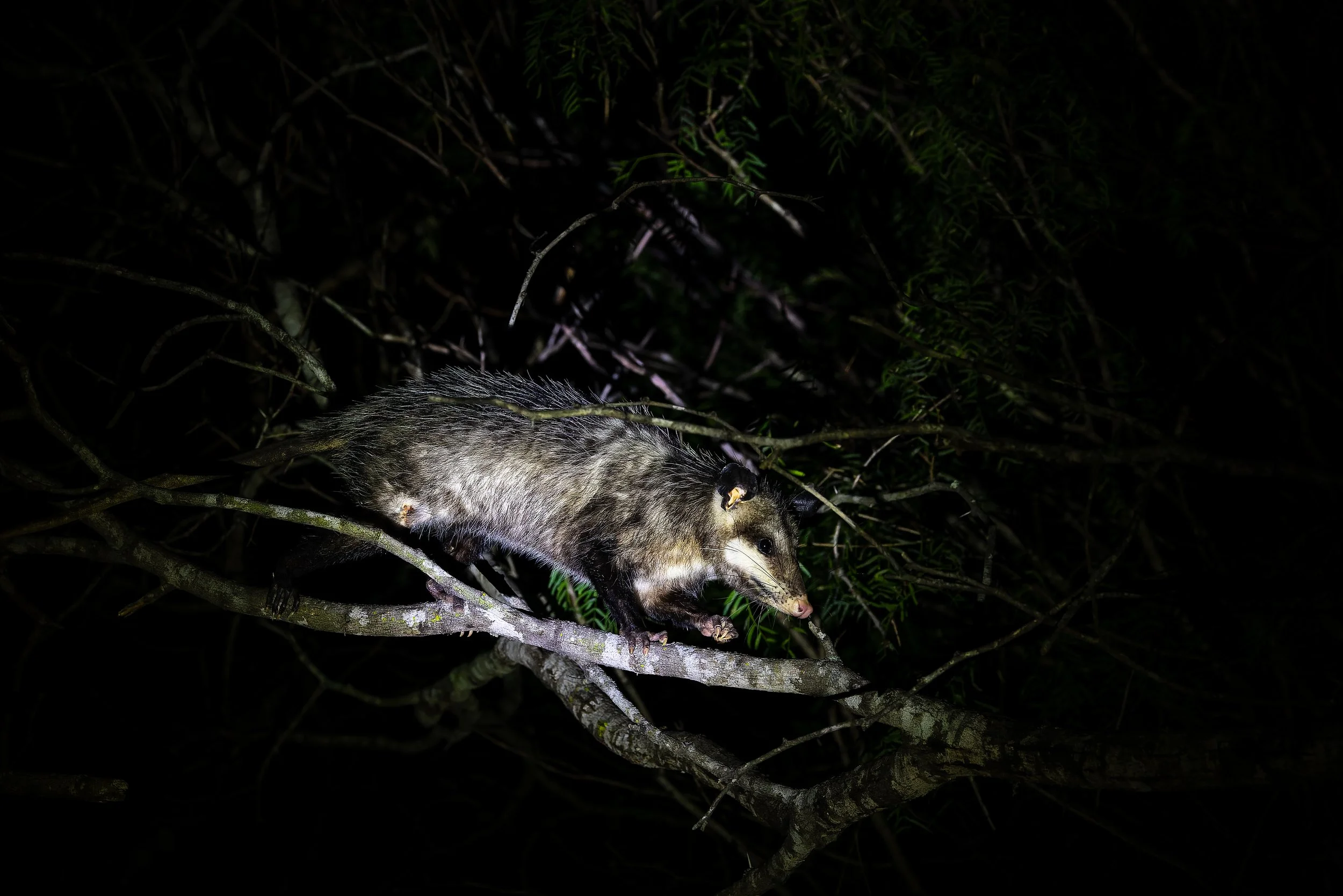 20250102- Santa Margarita Ranch--18.jpg