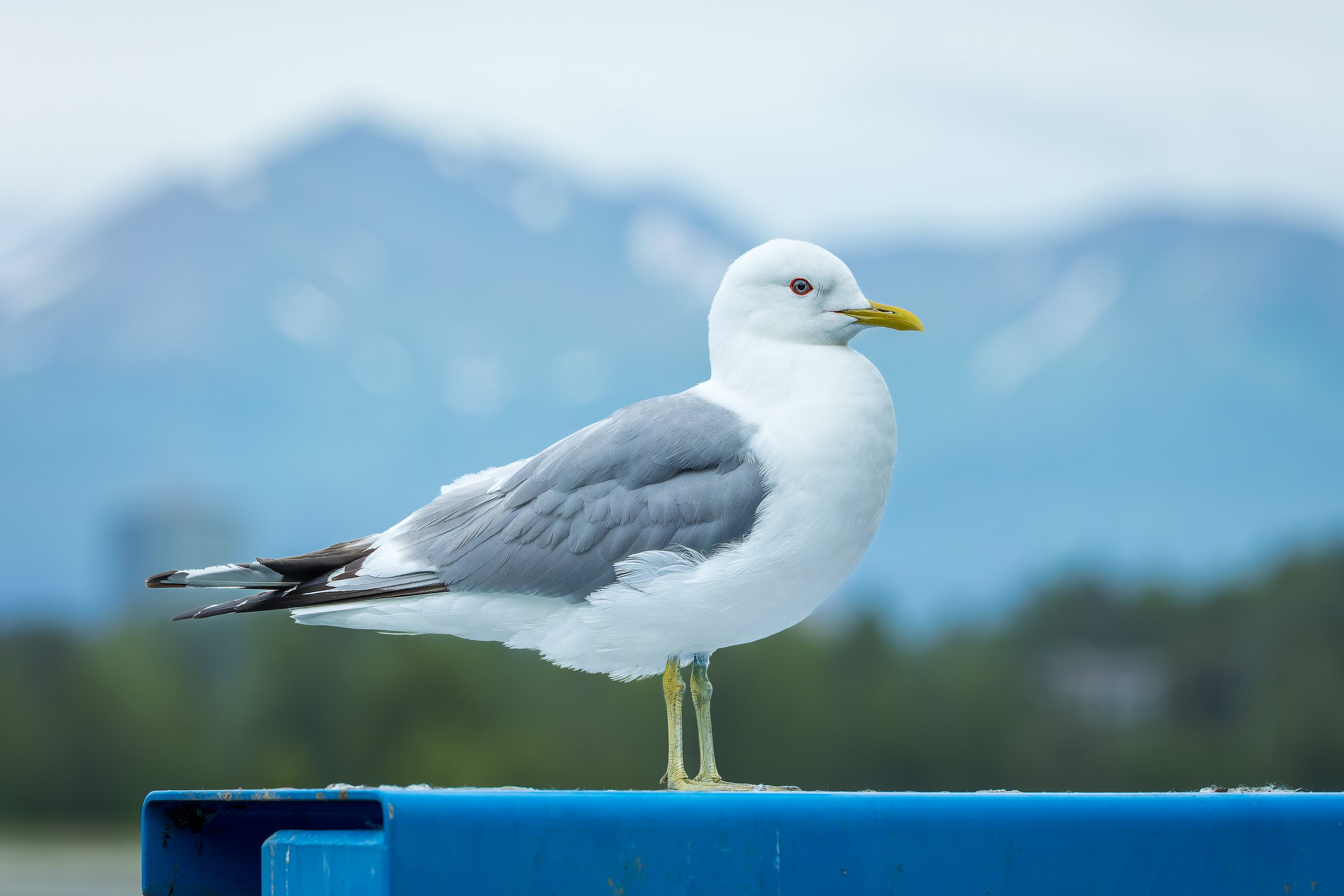 20240704- Westchester Lagoon-9123-CR3_DxO_DeepPRIME.jpg