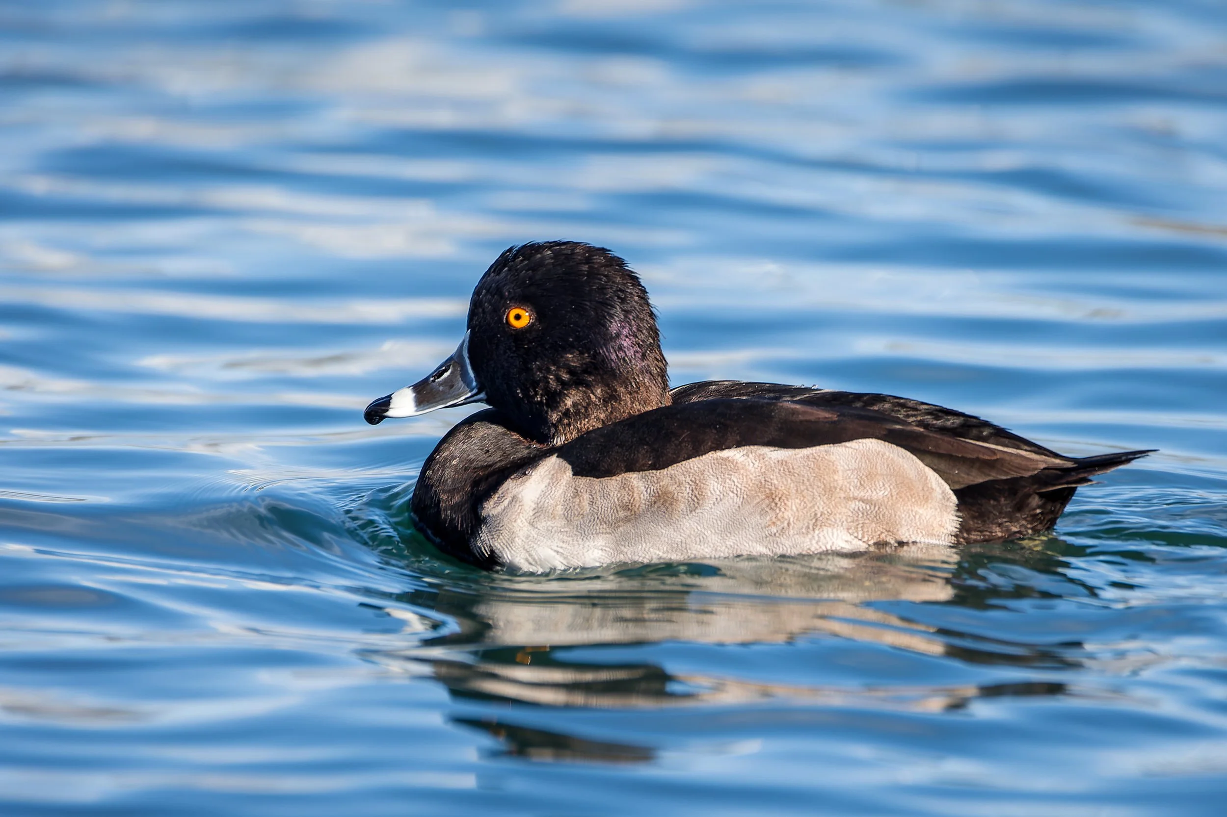 20211101- Reid Park-6787-CR3_DxO_DeepPRIME.jpg