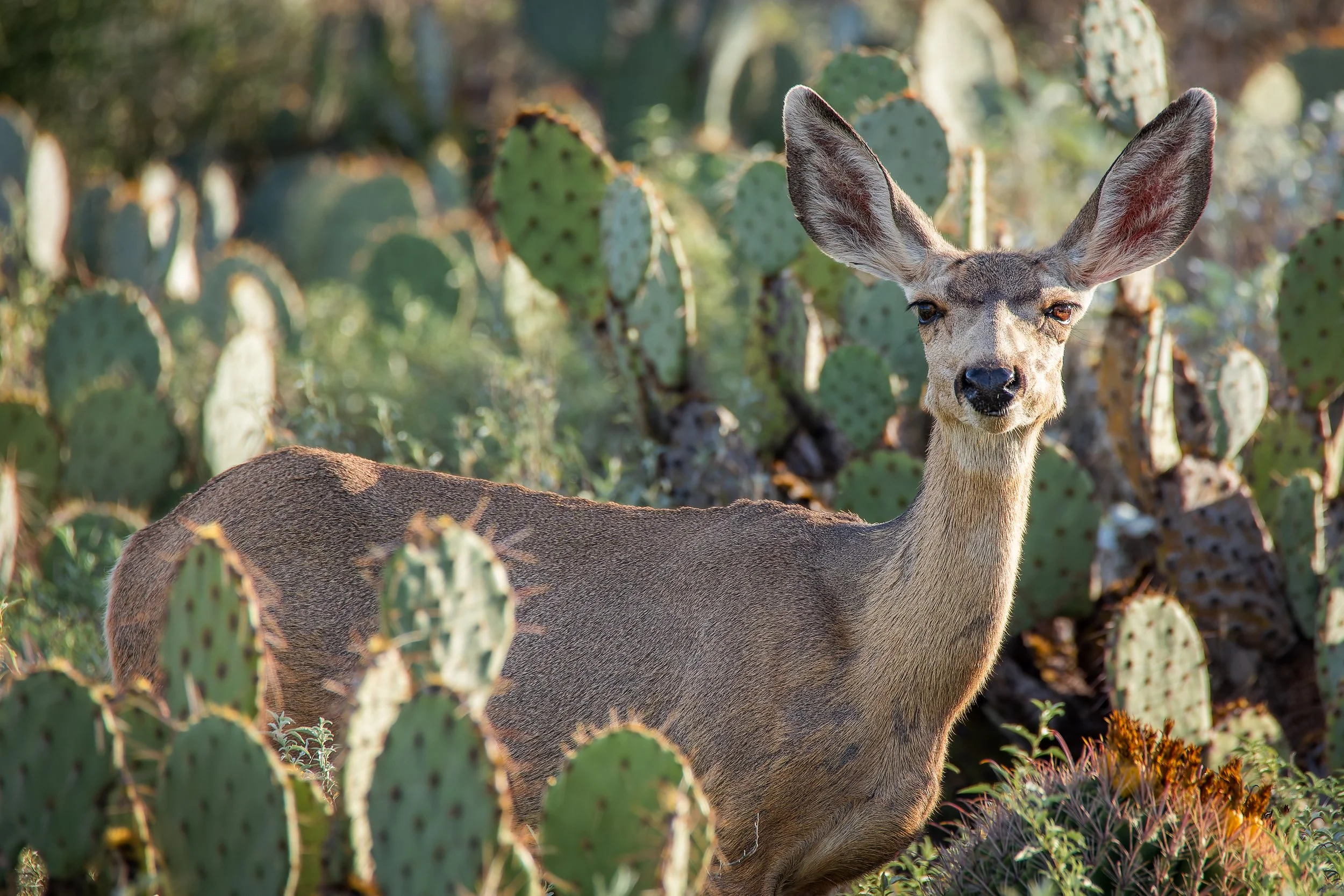 20211008- Desert Friends-9186-CR3_DxO_DeepPRIME.jpg