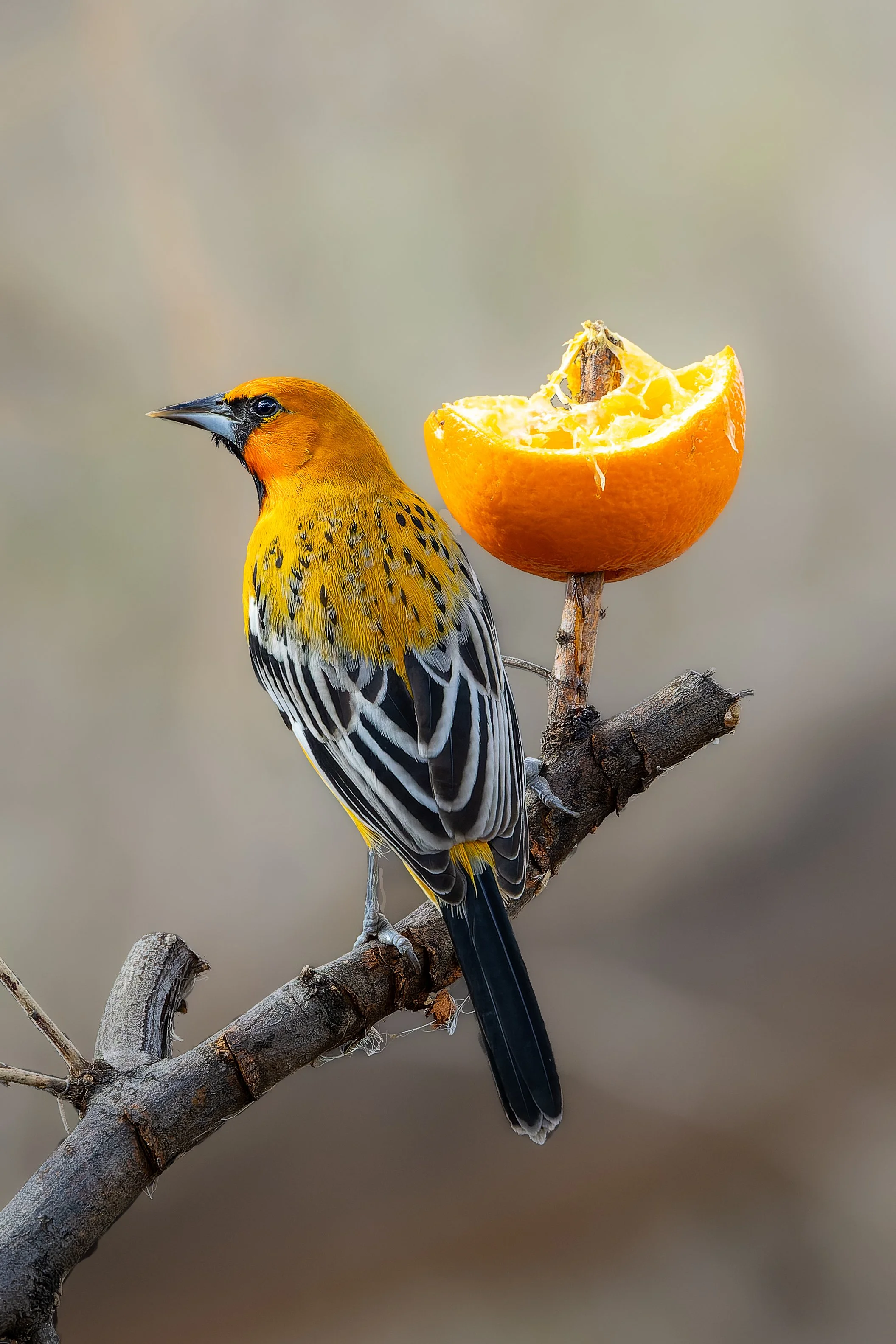 20240202- Gilbert Riparian Preserve-4461-CR3_DxO_DeepPRIME.jpg