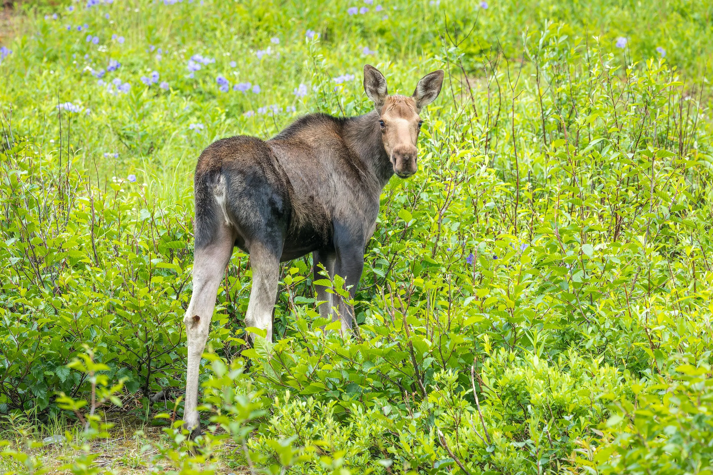 20240709- Arctic Valley Ski Area-1861-CR3_DxO_DeepPRIME.jpg
