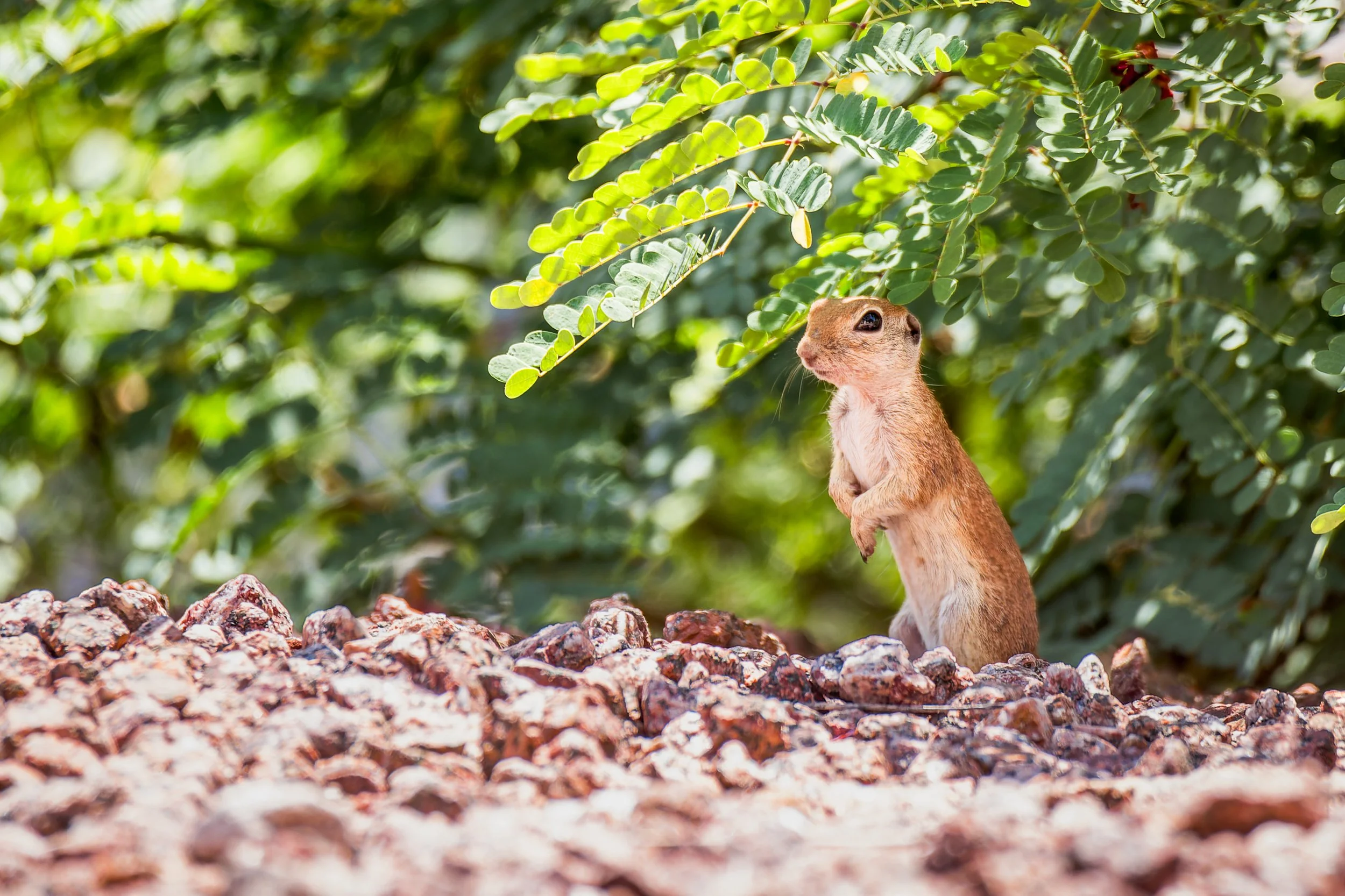20210824- Squirrel and Butterfly-4692-CR3_DxO_DeepPRIME.jpg