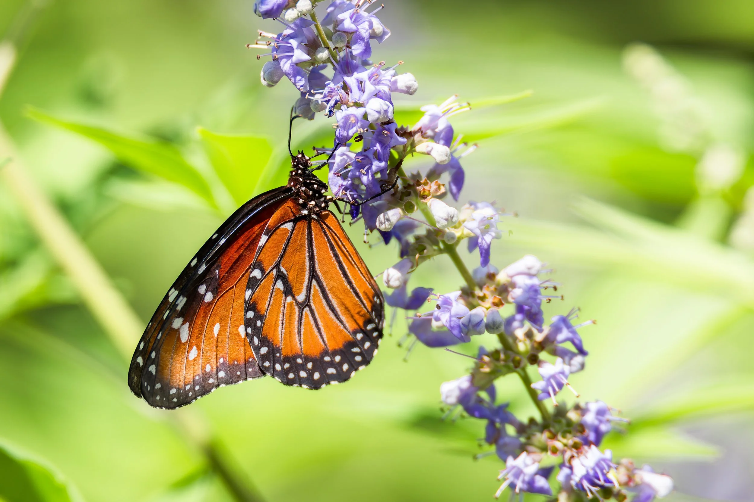 20210901- Birds and Bugs-5431-CR3_DxO_DeepPRIME.jpg