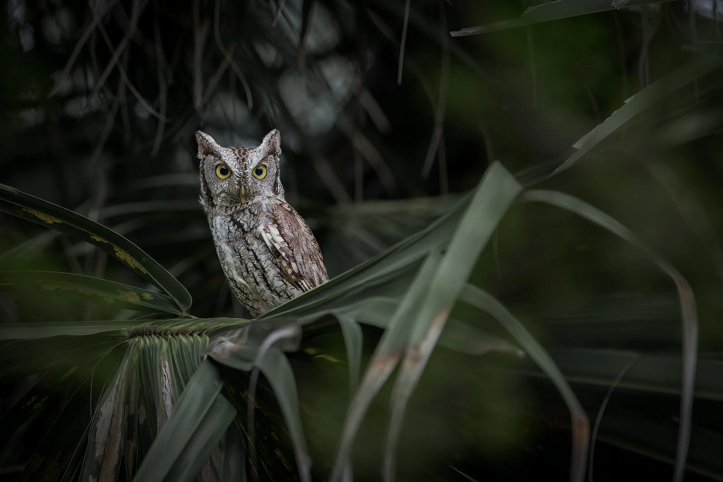 20250101- Bentsen Rio Grande Valley SP-6296-CR3_DxO_DeepPRIME.jpg