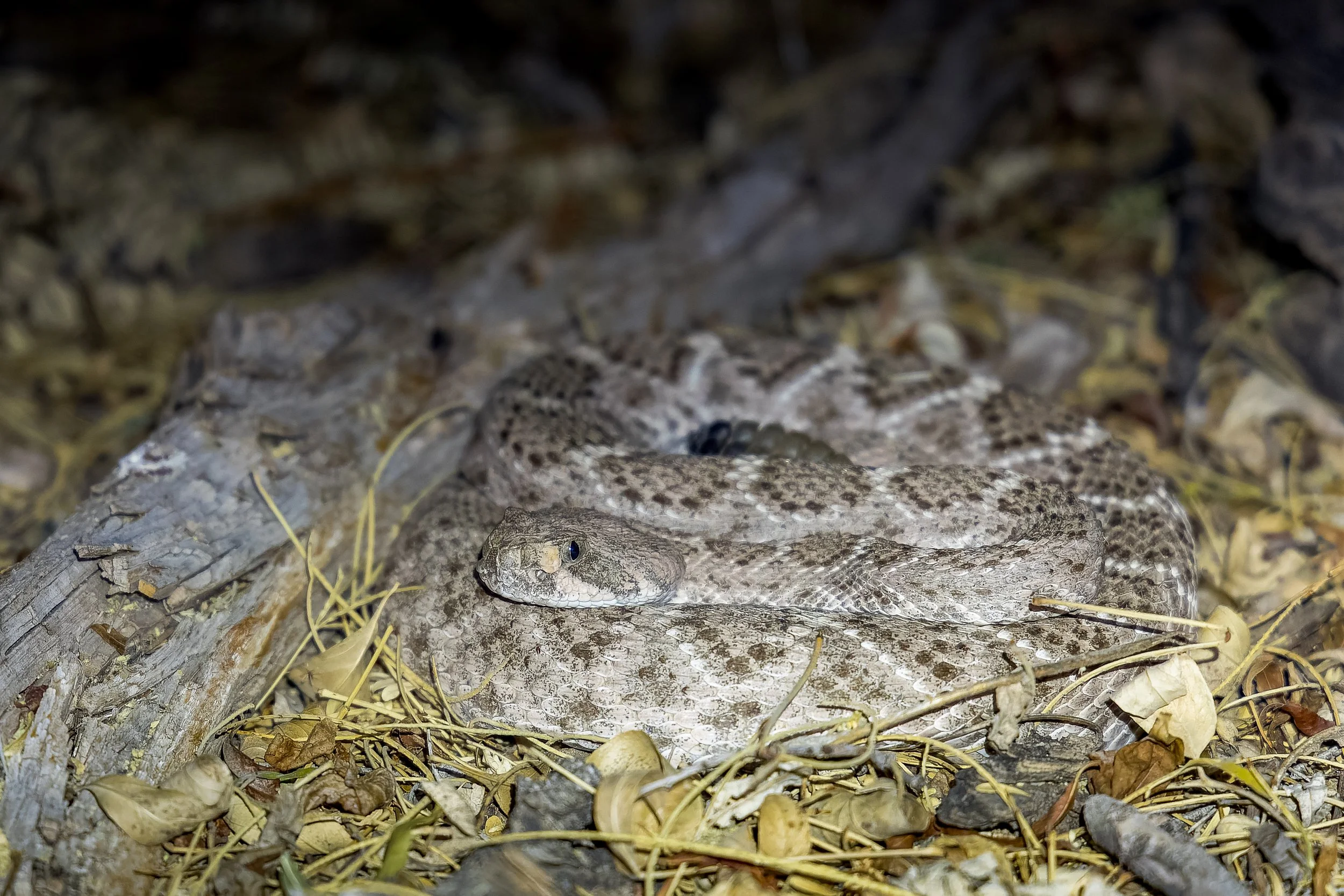 20210617- Sabino Canyon Night Hike-0723-CR3_DxO_DeepPRIME.jpg