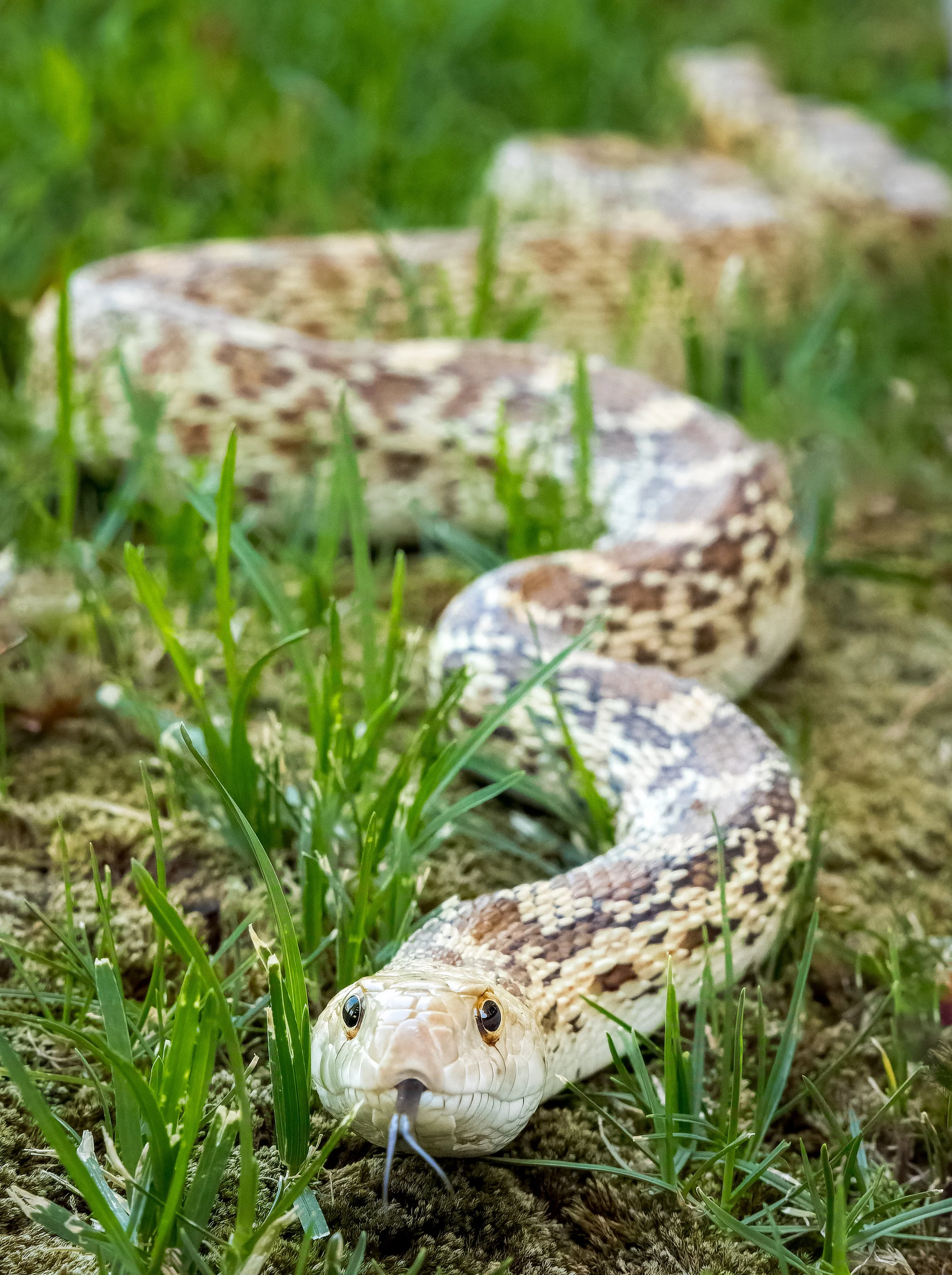20210708- Gopher snake-3626-CR3_DxO_DeepPRIME.jpg