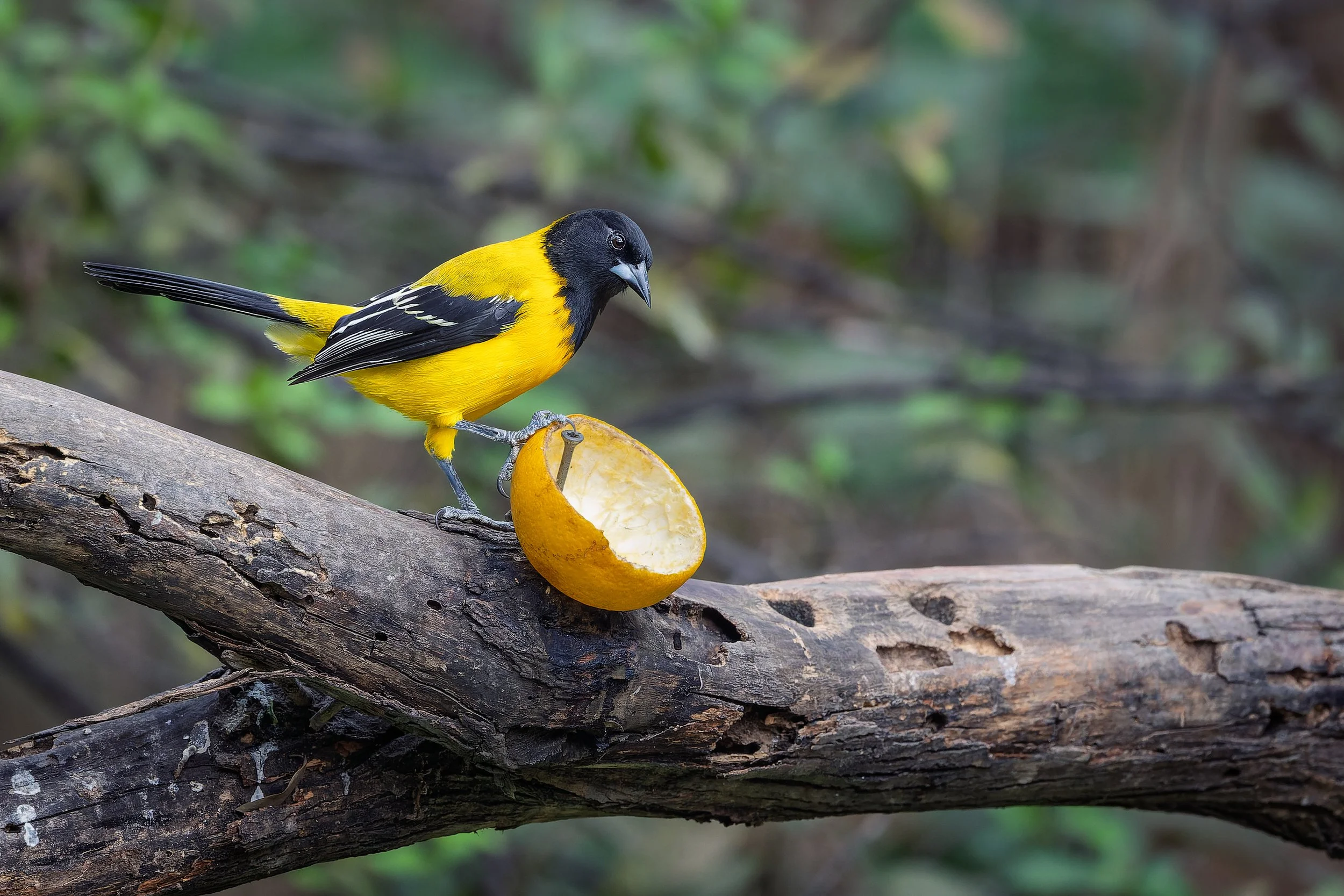 20250101- National Butterfly Center-7519-CR3_DxO_DeepPRIME.jpg