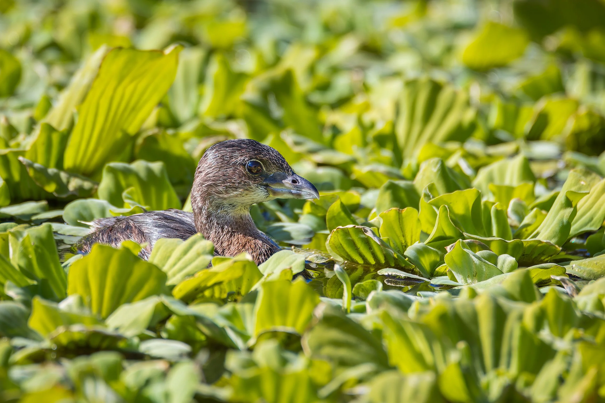 20211014- Sweetwater Wetlands-0087-CR3_DxO_DeepPRIME.jpg
