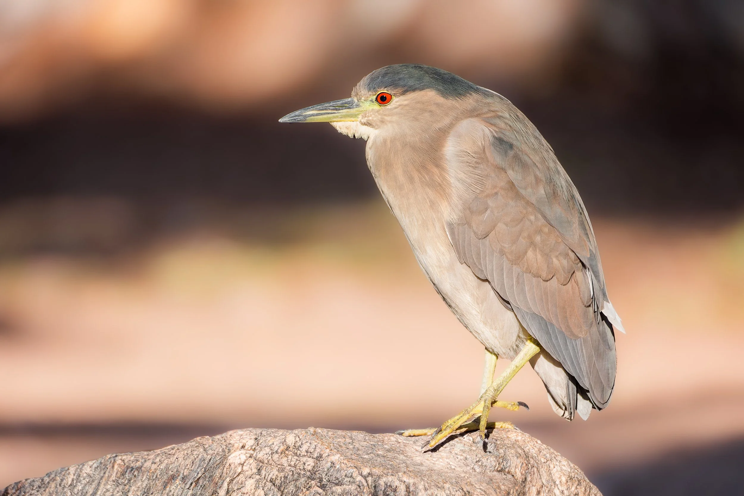 20211101- Reid Park-6953-CR3_DxO_DeepPRIME.jpg