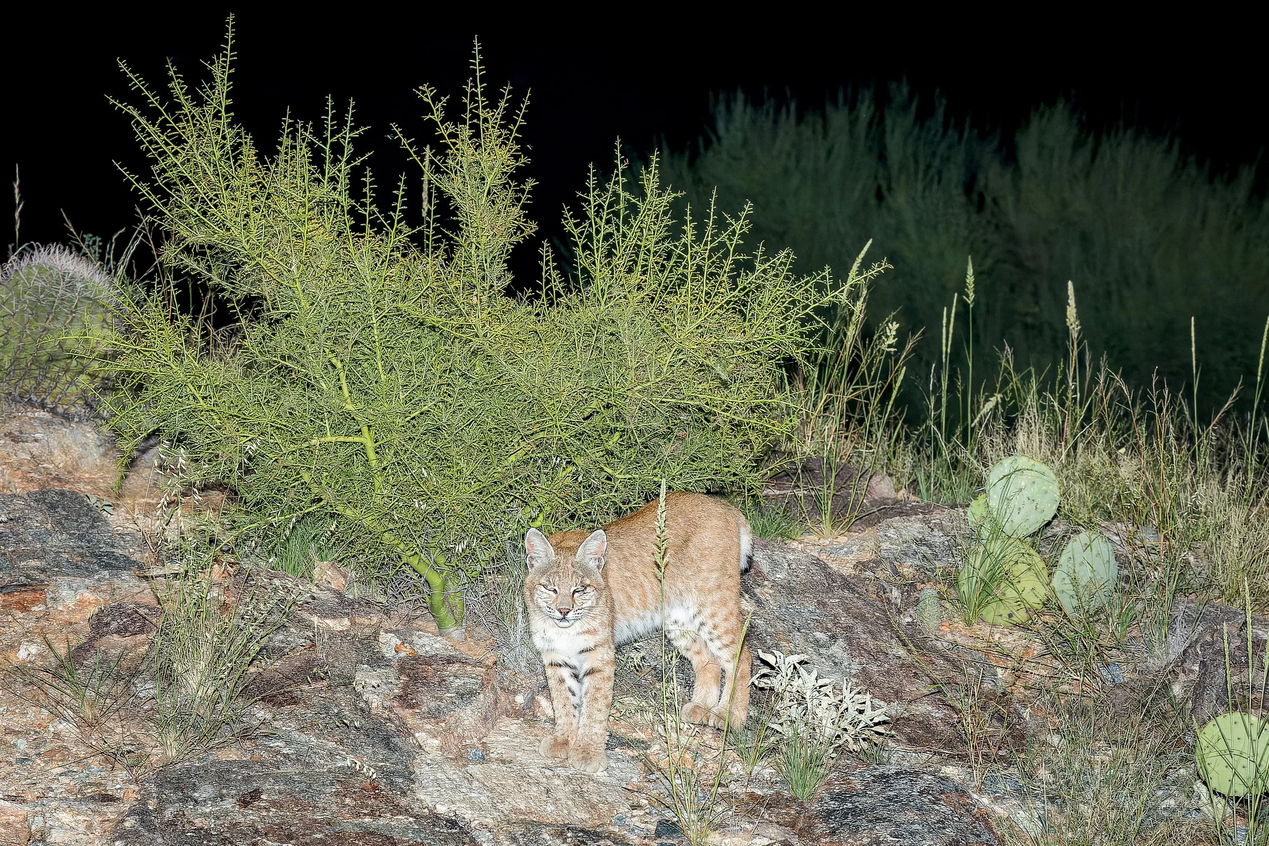 20210912- Sabino Canyon Night Hike-7094-CR3_DxO_DeepPRIME.jpg