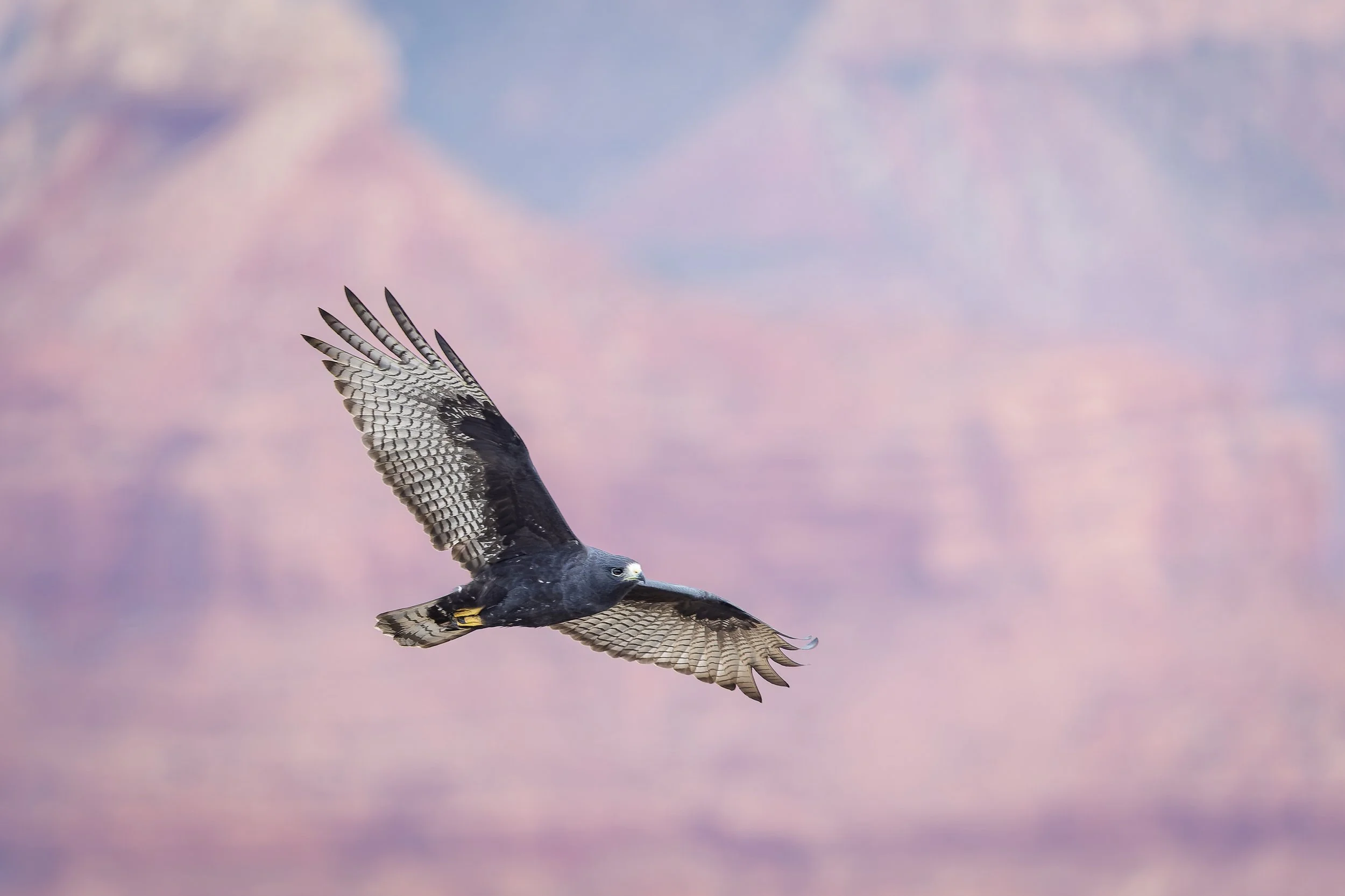 20220908- South Rim-3557-CR3_DxO_DeepPRIME.jpg