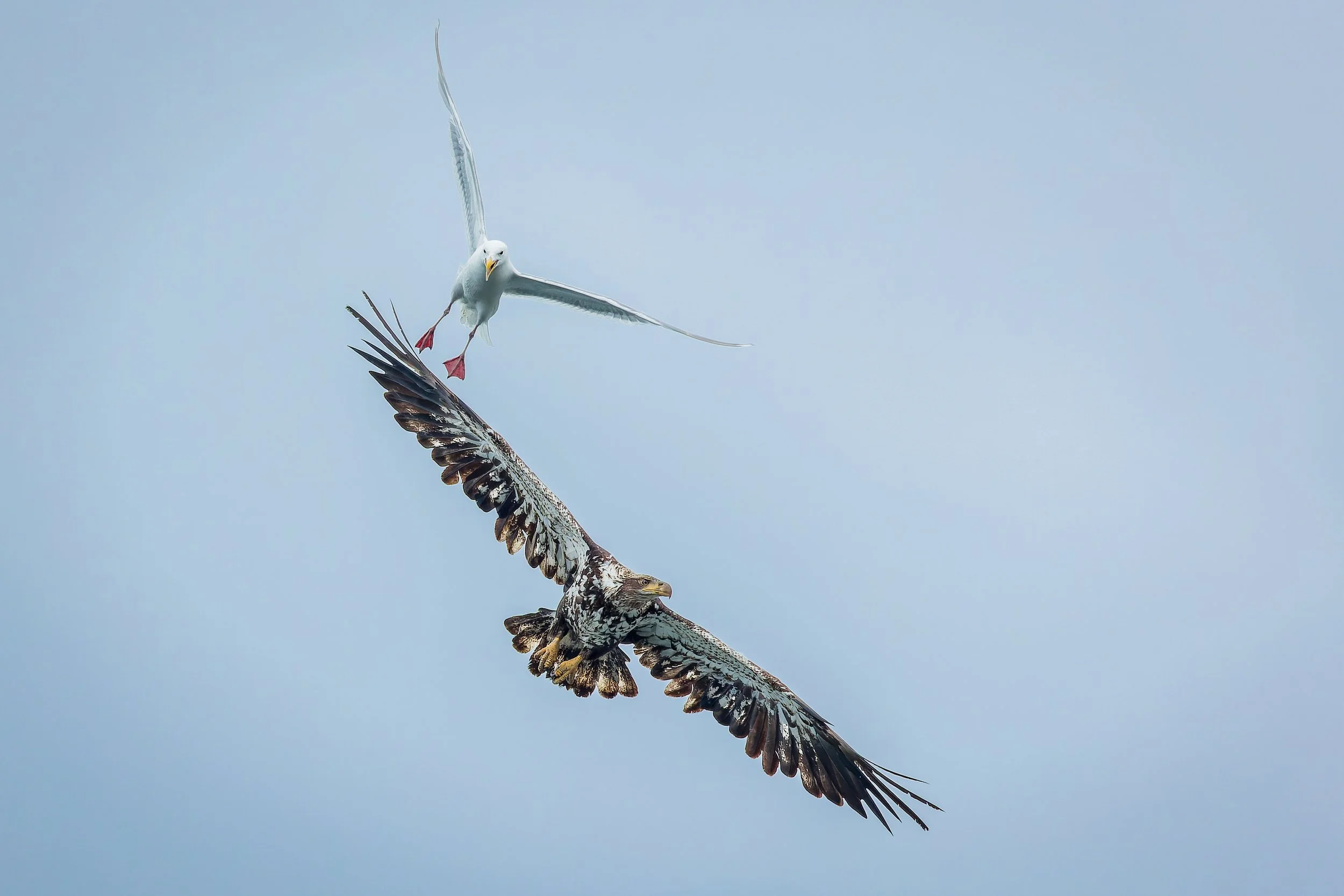 20240713- Katchemak Bay Wildlife Tour-3625-CR3_DxO_DeepPRIME.jpg