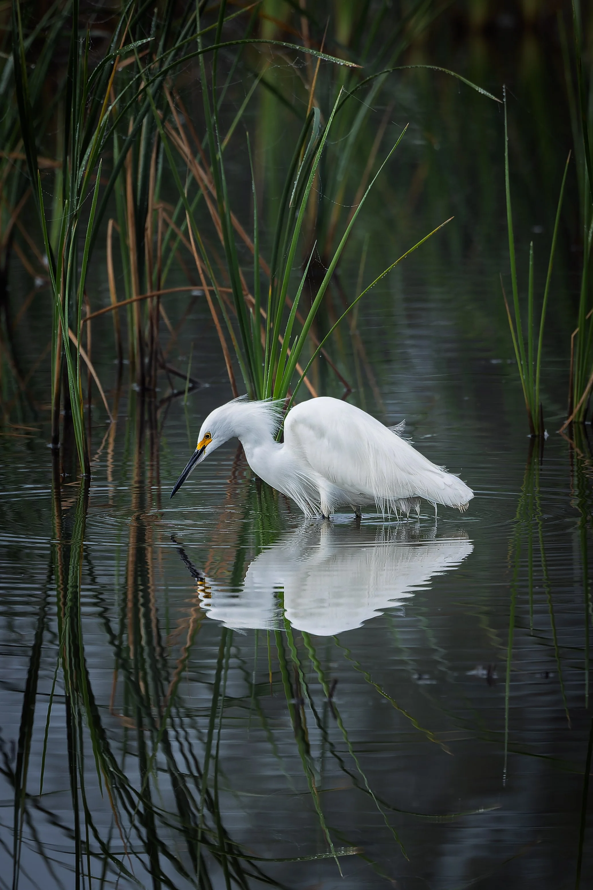 20241231- Estero Llano Grande SP-4819-CR3_DxO_DeepPRIME.jpg