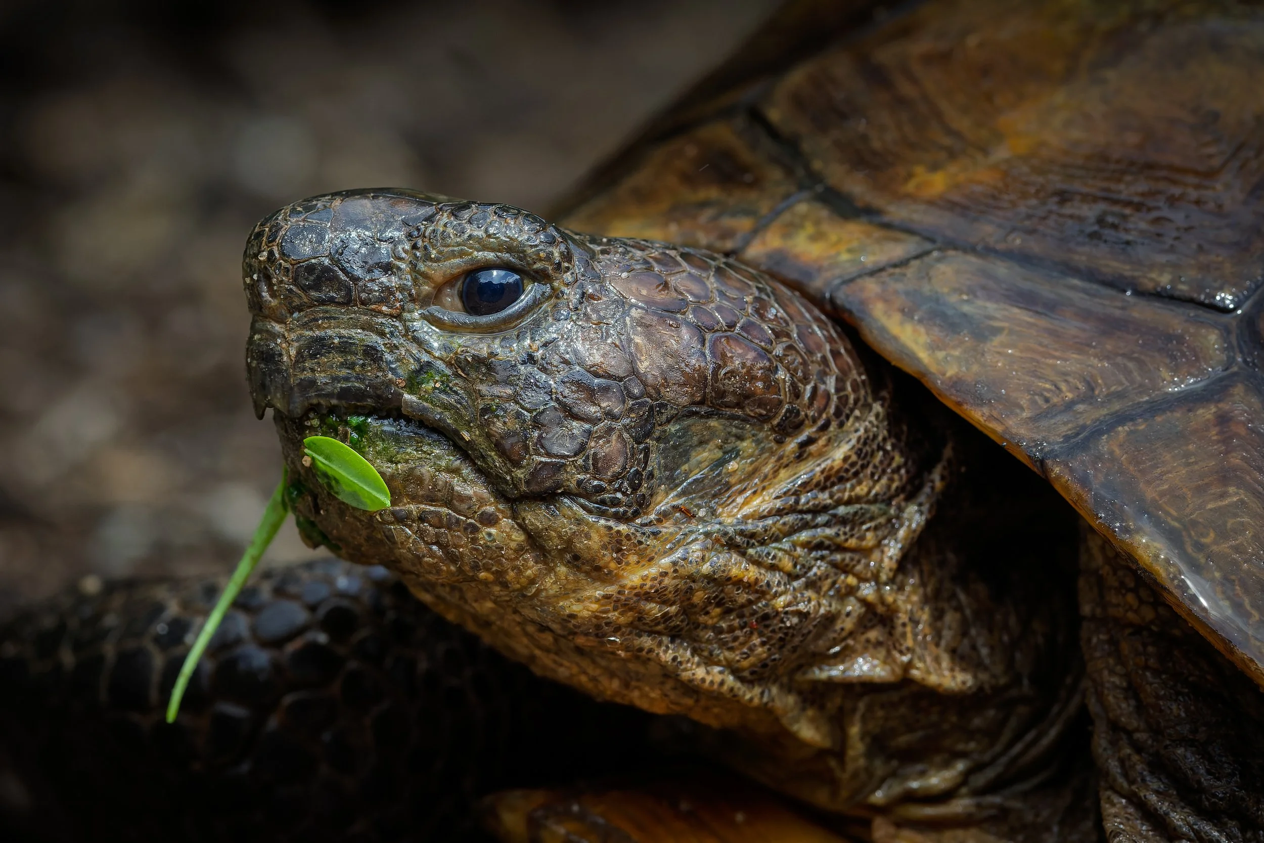 20220828- Ventana Canyon-9499-CR3_DxO_DeepPRIME.jpg