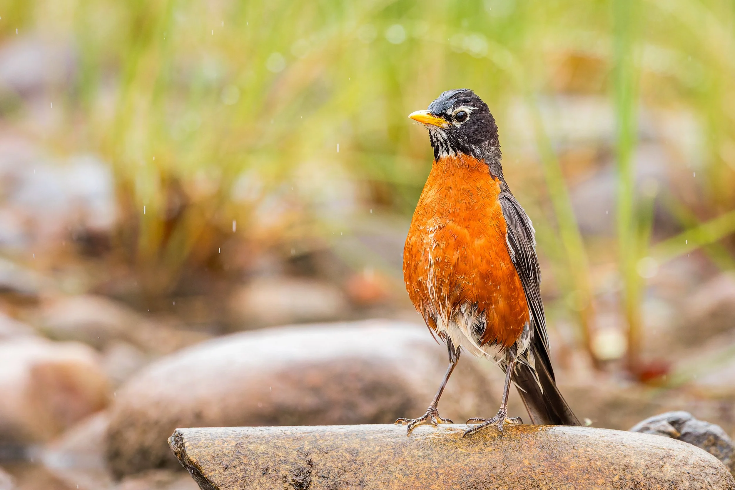 20240707- Otto Lake-0957-CR3_DxO_DeepPRIME.jpg