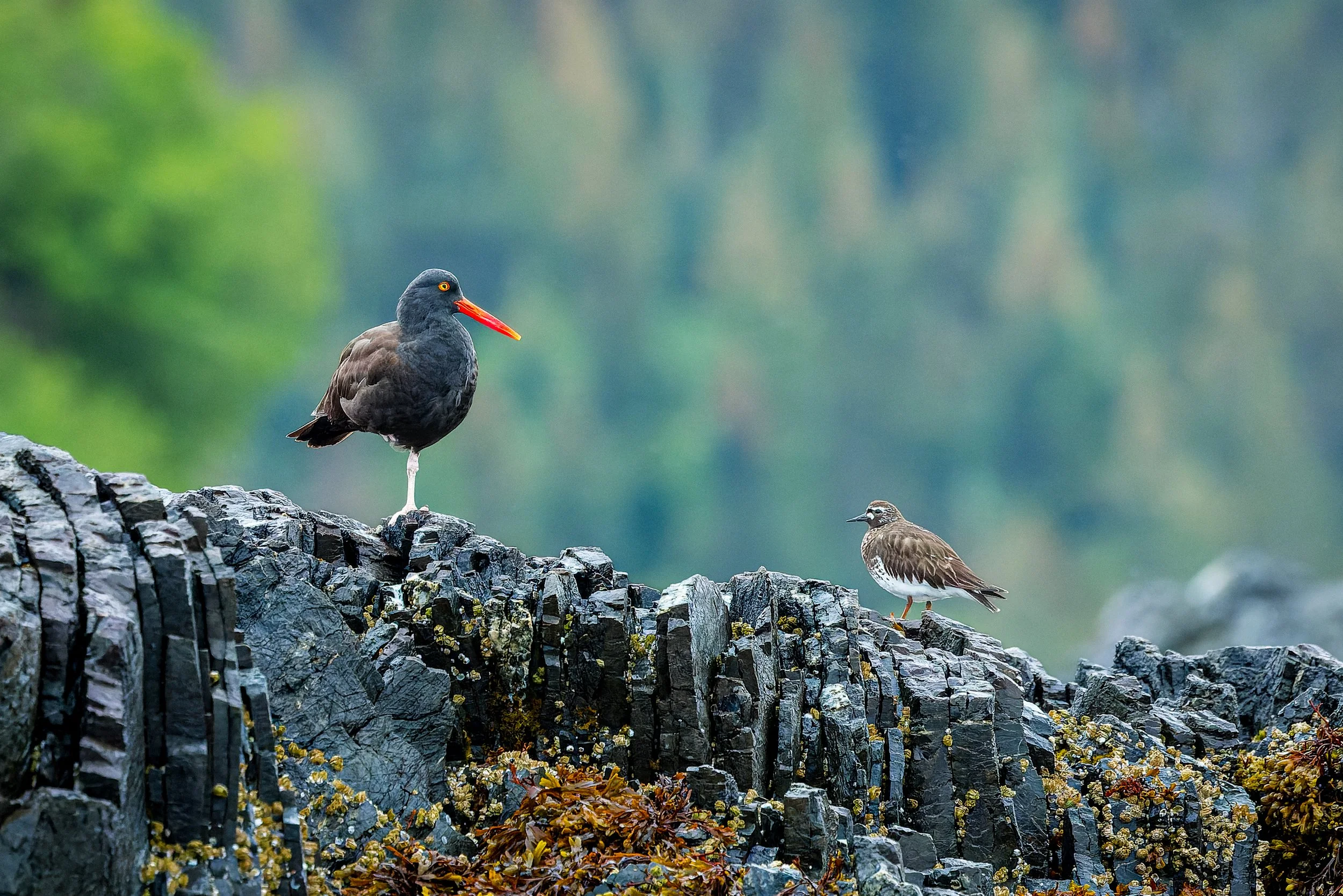 20240713- Katchemak Bay Wildlife Tour-3021-CR3_DxO_DeepPRIME.jpg