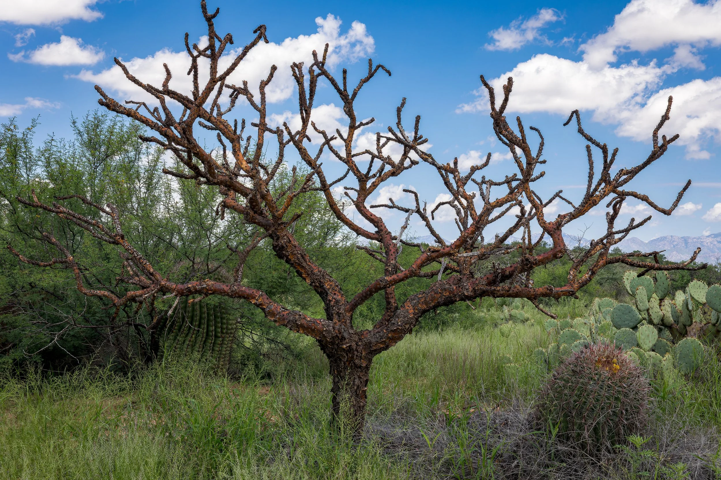 20210819- Saguaro National Park East-4609-CR3_DxO_DeepPRIME.jpg