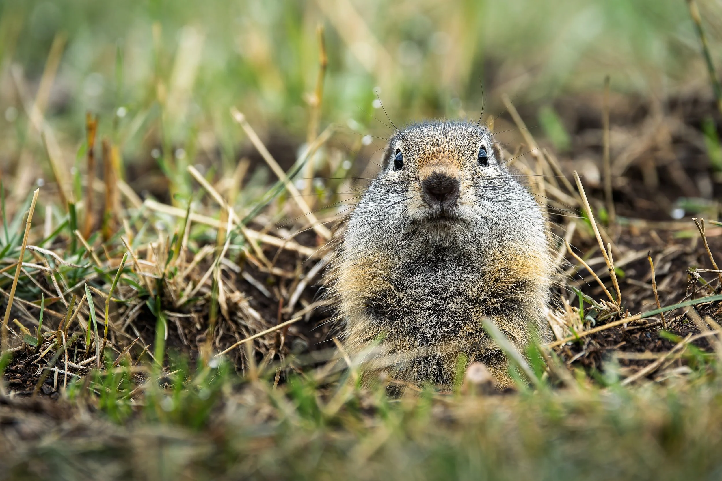 20260829- Yellowstone-9312-CR3_DxO_DeepPRIMEXD.jpg