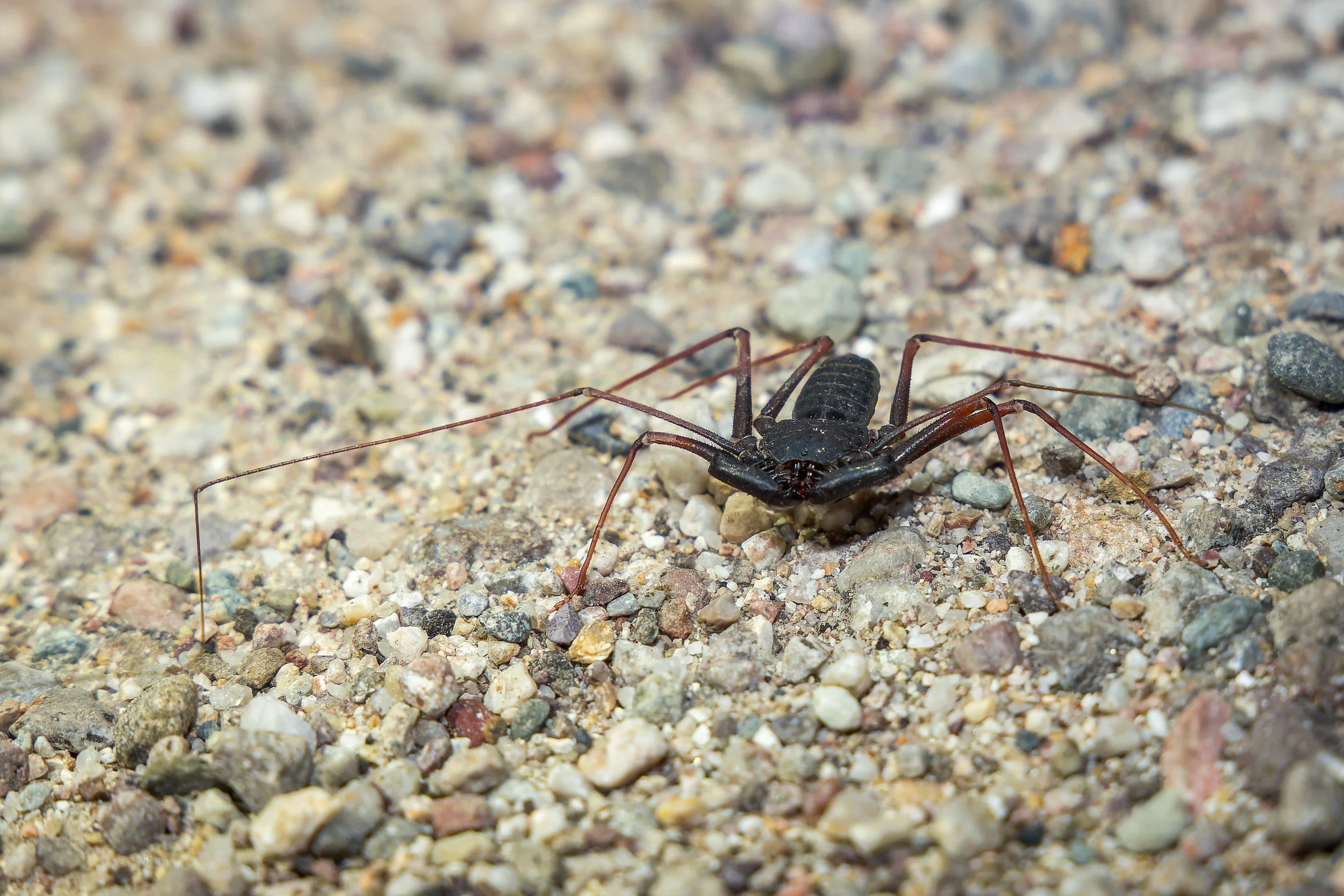 20210907- Sabino Canyon Night Hike-6760-CR3_DxO_DeepPRIME.jpg