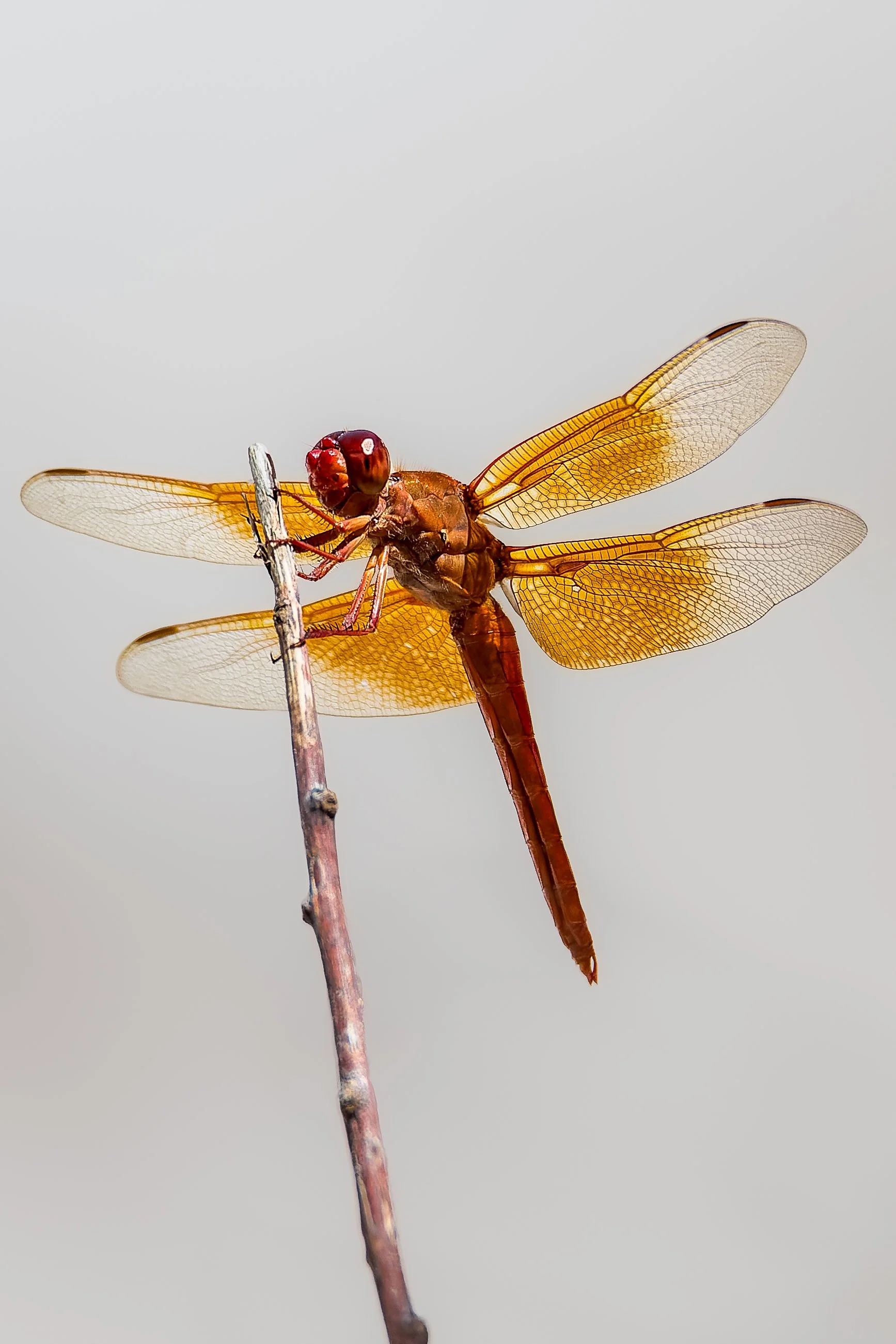 20210908- Pima Canyon-6891-CR3_DxO_DeepPRIME.jpg