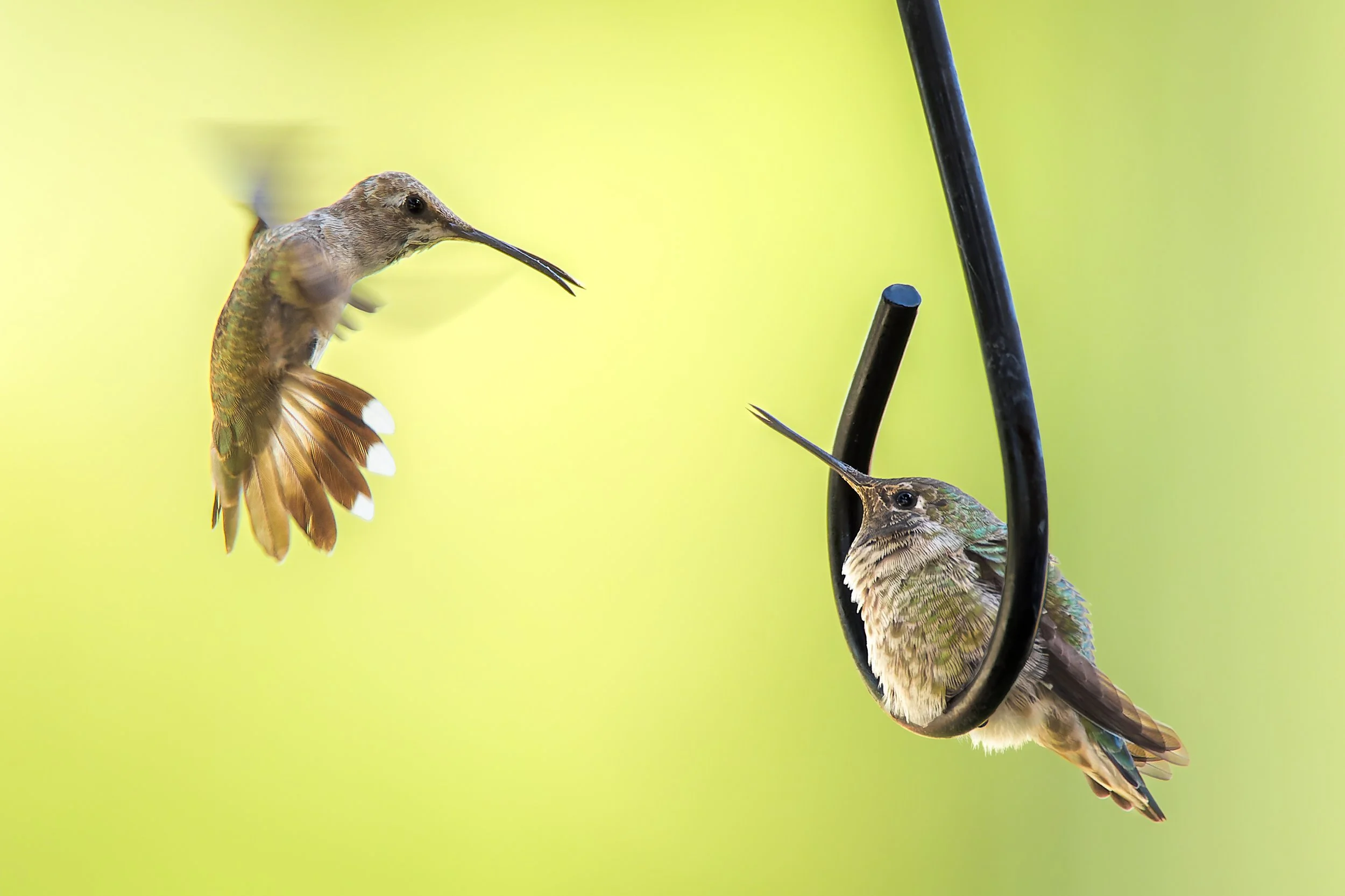 20210828- Anna's Protest-4882-CR3_DxO_DeepPRIME-Edit.jpg