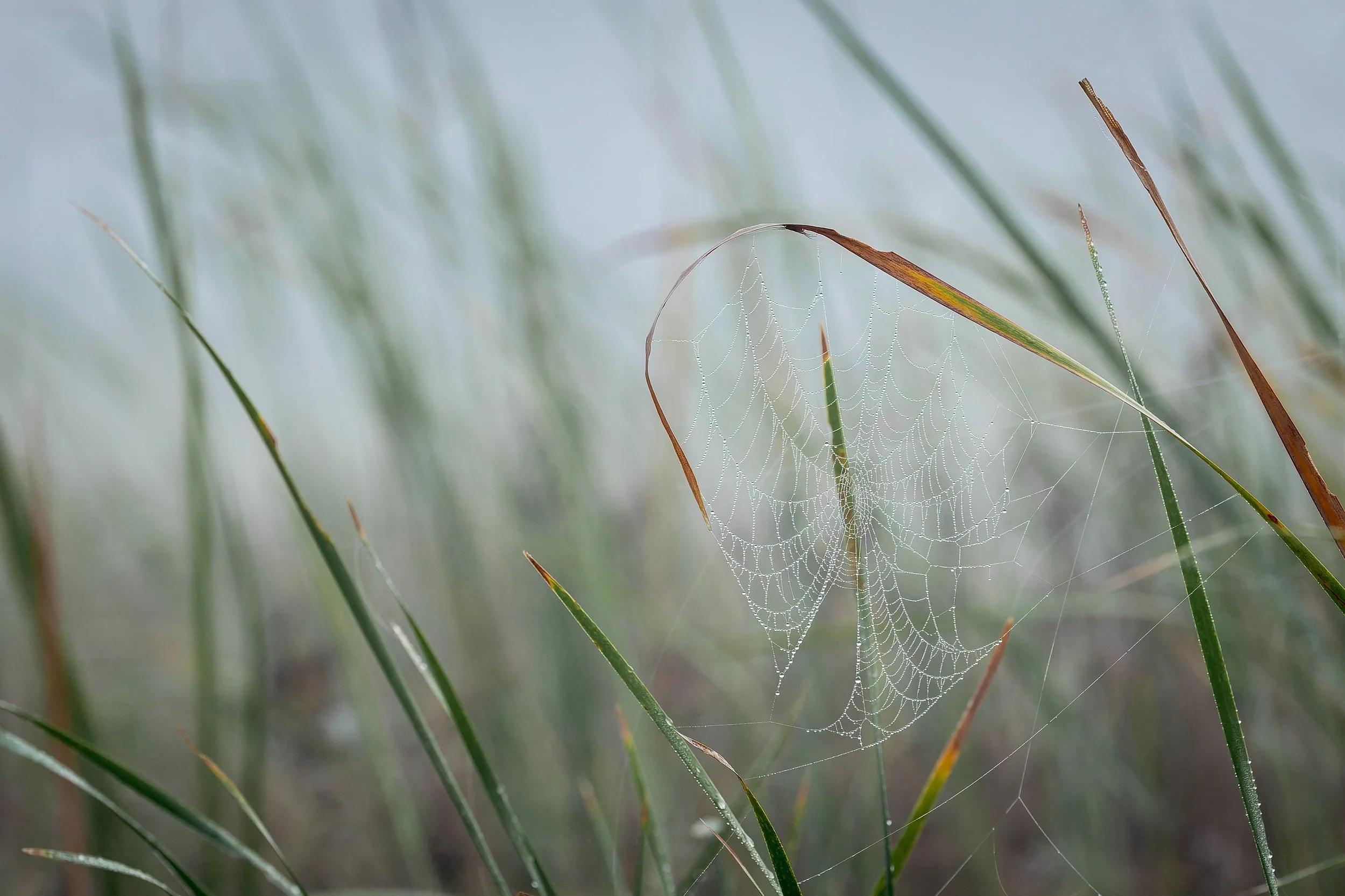 20241231- Estero Llano Grande SP-4733-CR3_DxO_DeepPRIME.jpg