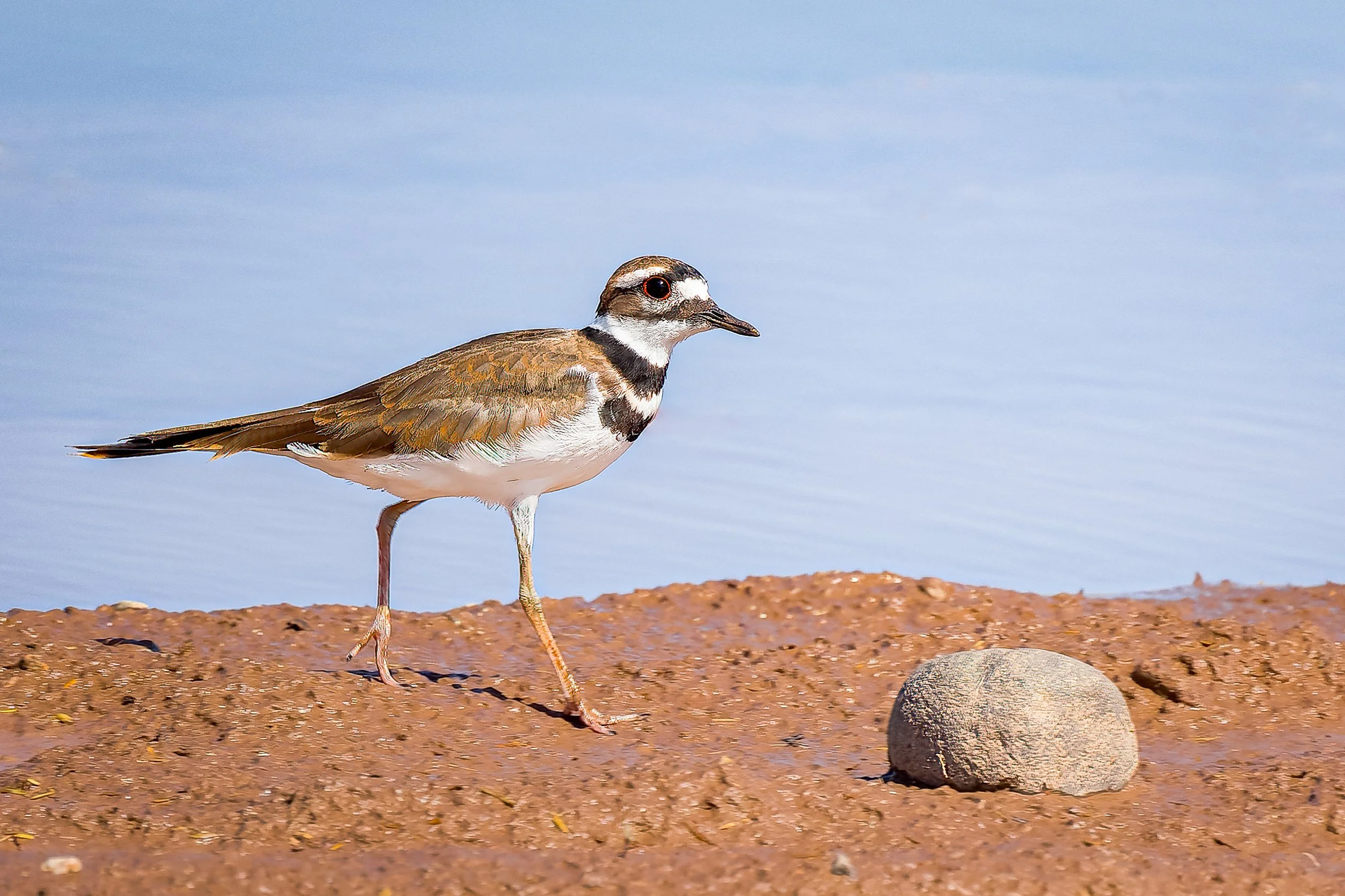 20210728- El Rio Preserve-0479-CR3_DxO_DeepPRIME-Edit.jpg