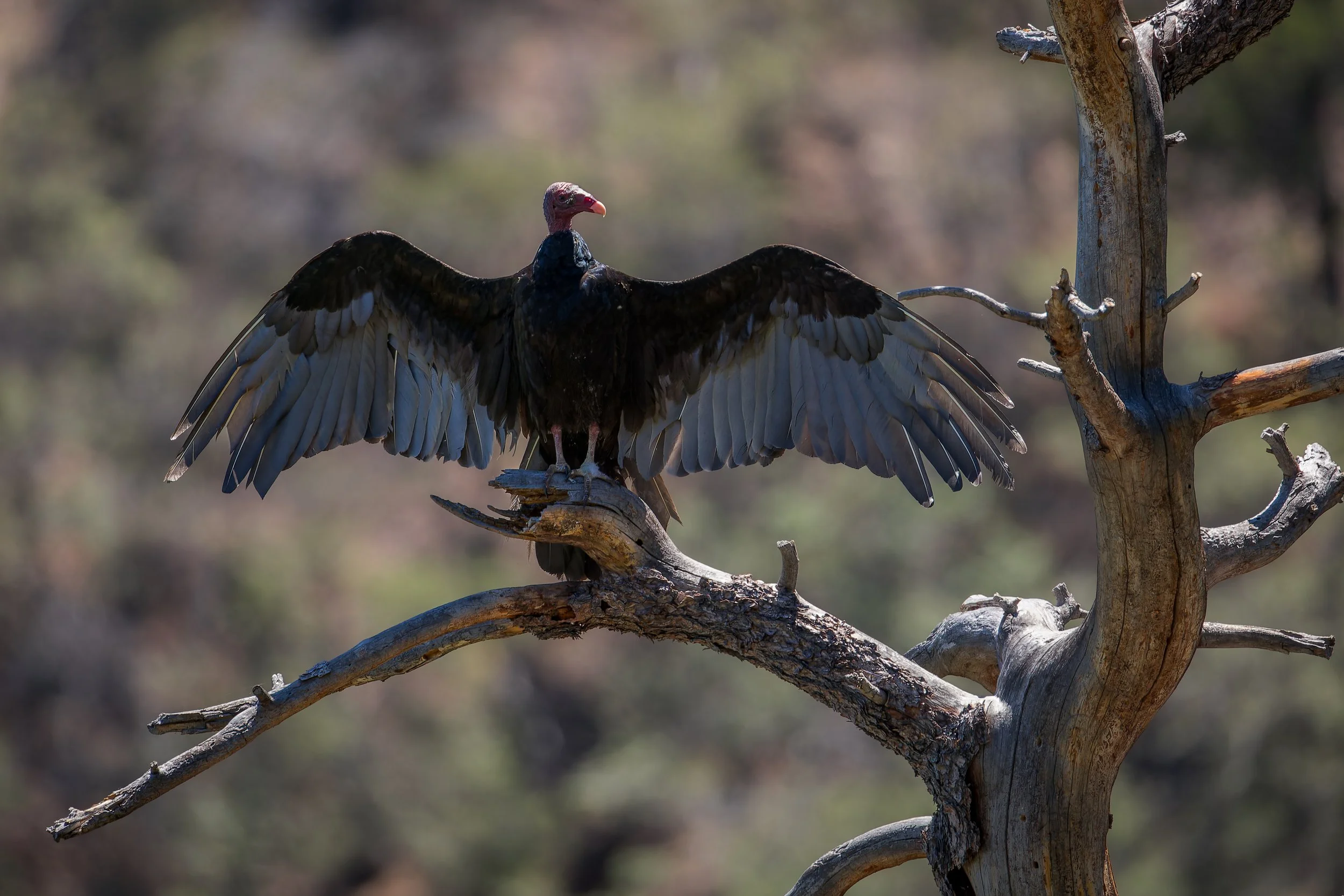 20260620- Madera Canyon-2889-CR3_DxO_DeepPRIMEXD.jpg