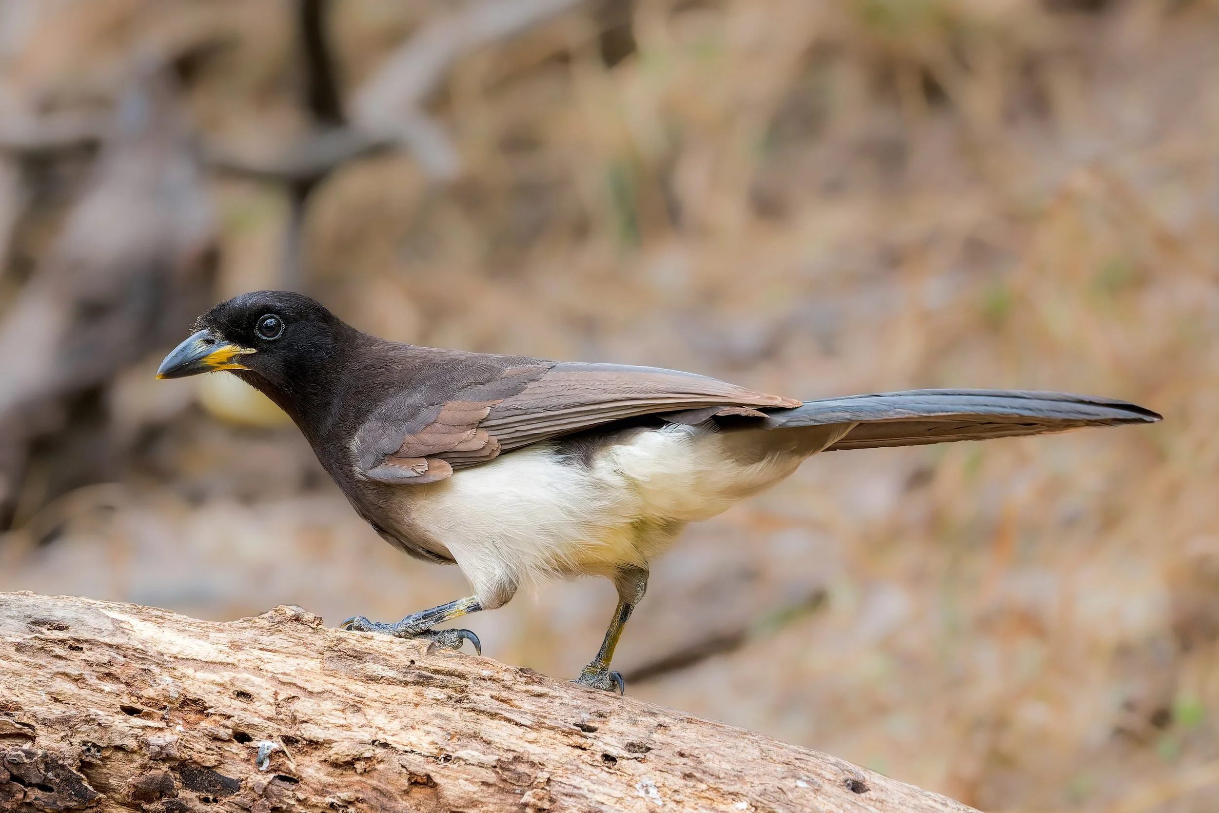 Rio Grande Valley 2024-25