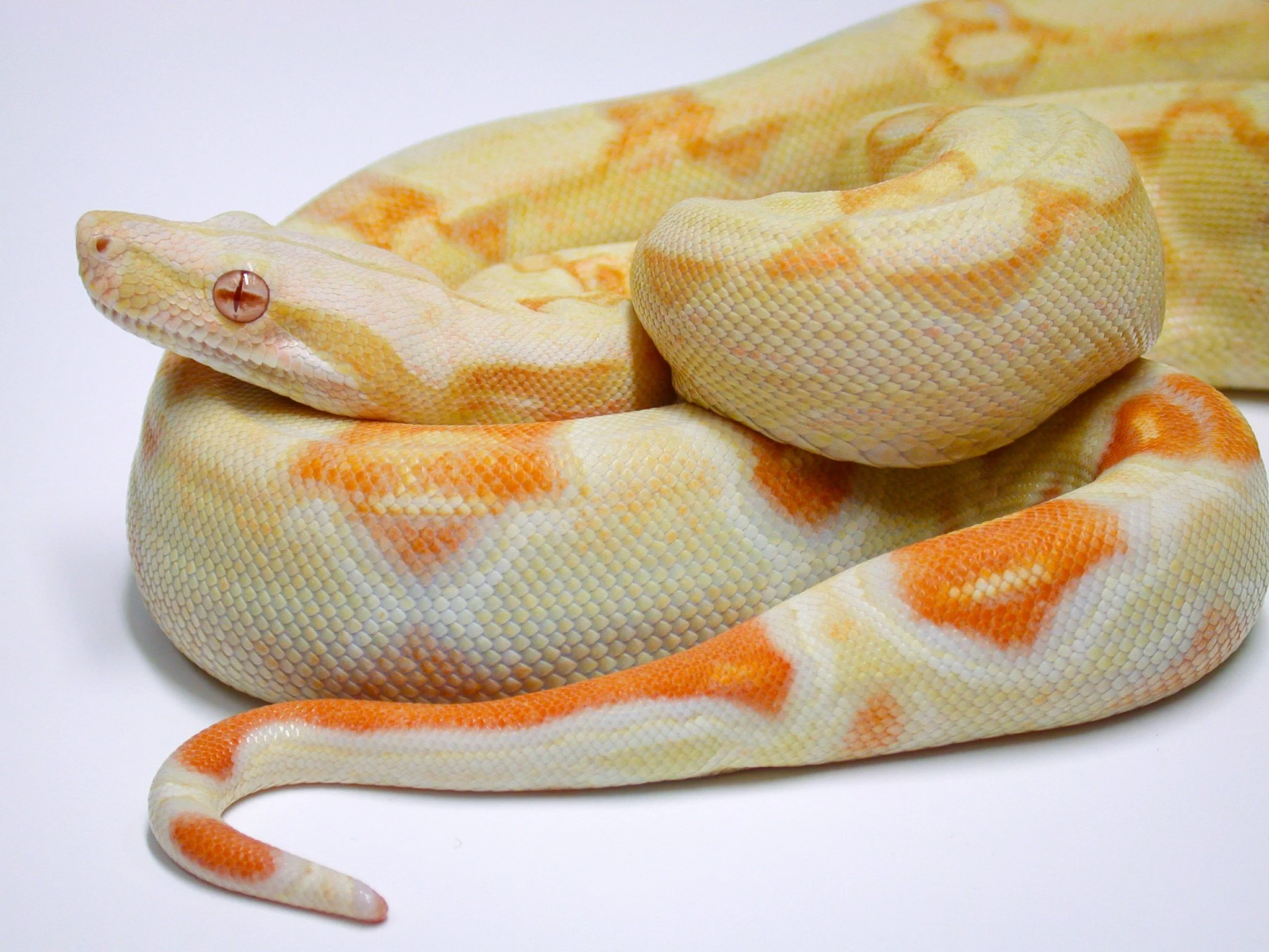 2003- Earendil & Ereinion-047.jpg