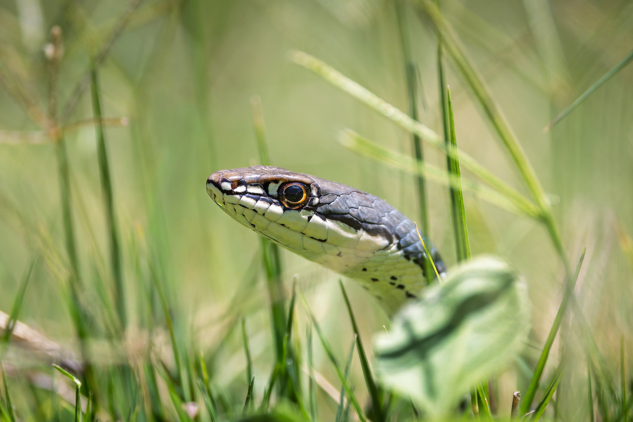 20240615- Patagonia Lake State Park-6291-CR3_DxO_DeepPRIME.jpg