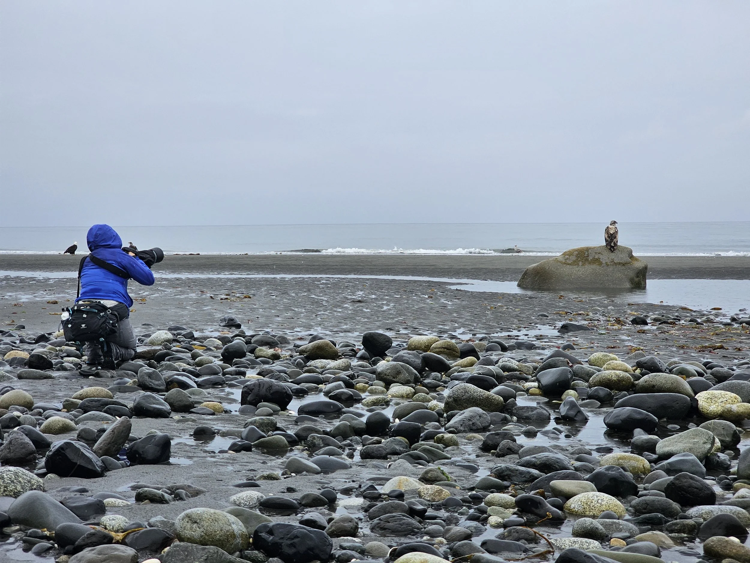 Person in blue jacket kneeling on a rocky beach, taking a photo of a bird perched on a large rock in the water, with an overcast sky and calm ocean in the background.