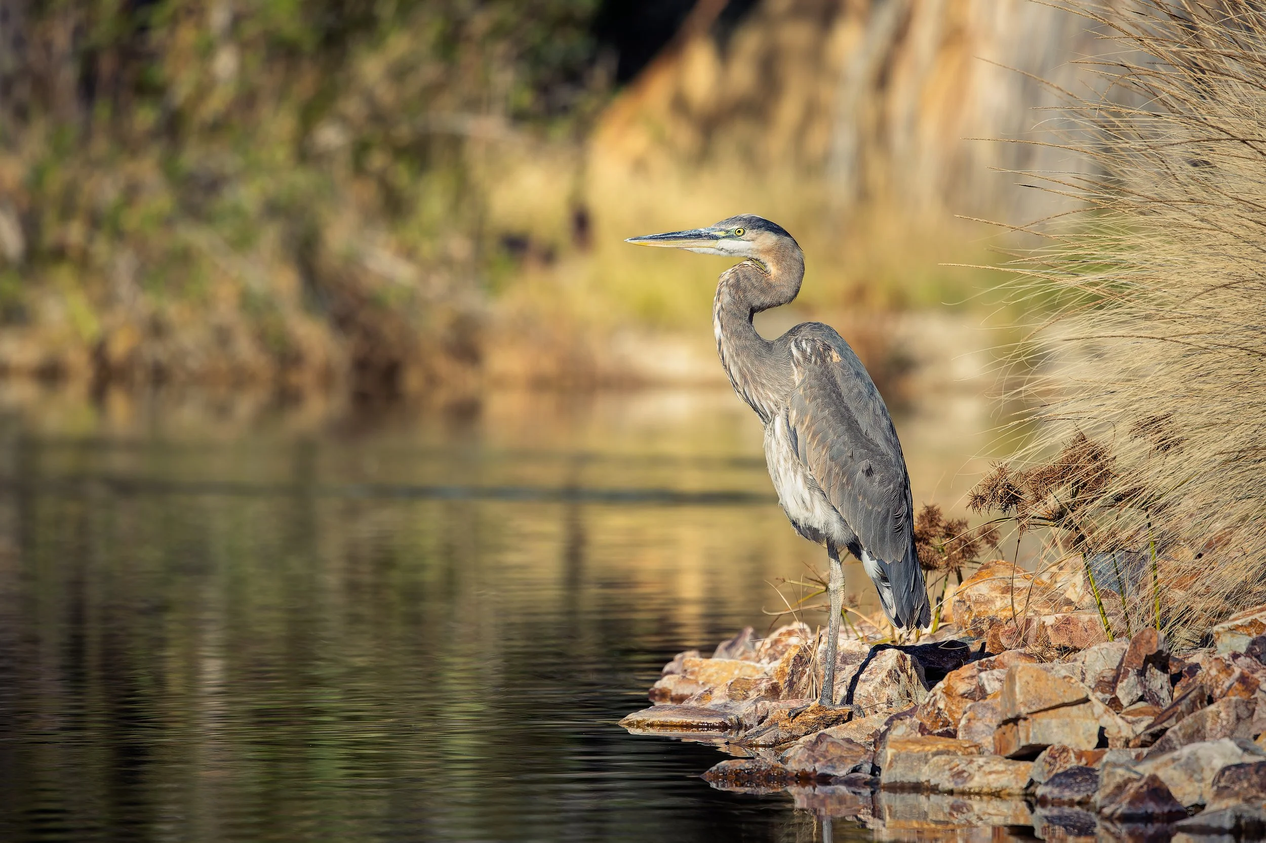 20221208- Agua Caliente Park-9766-CR3_DxO_DeepPRIME.jpg
