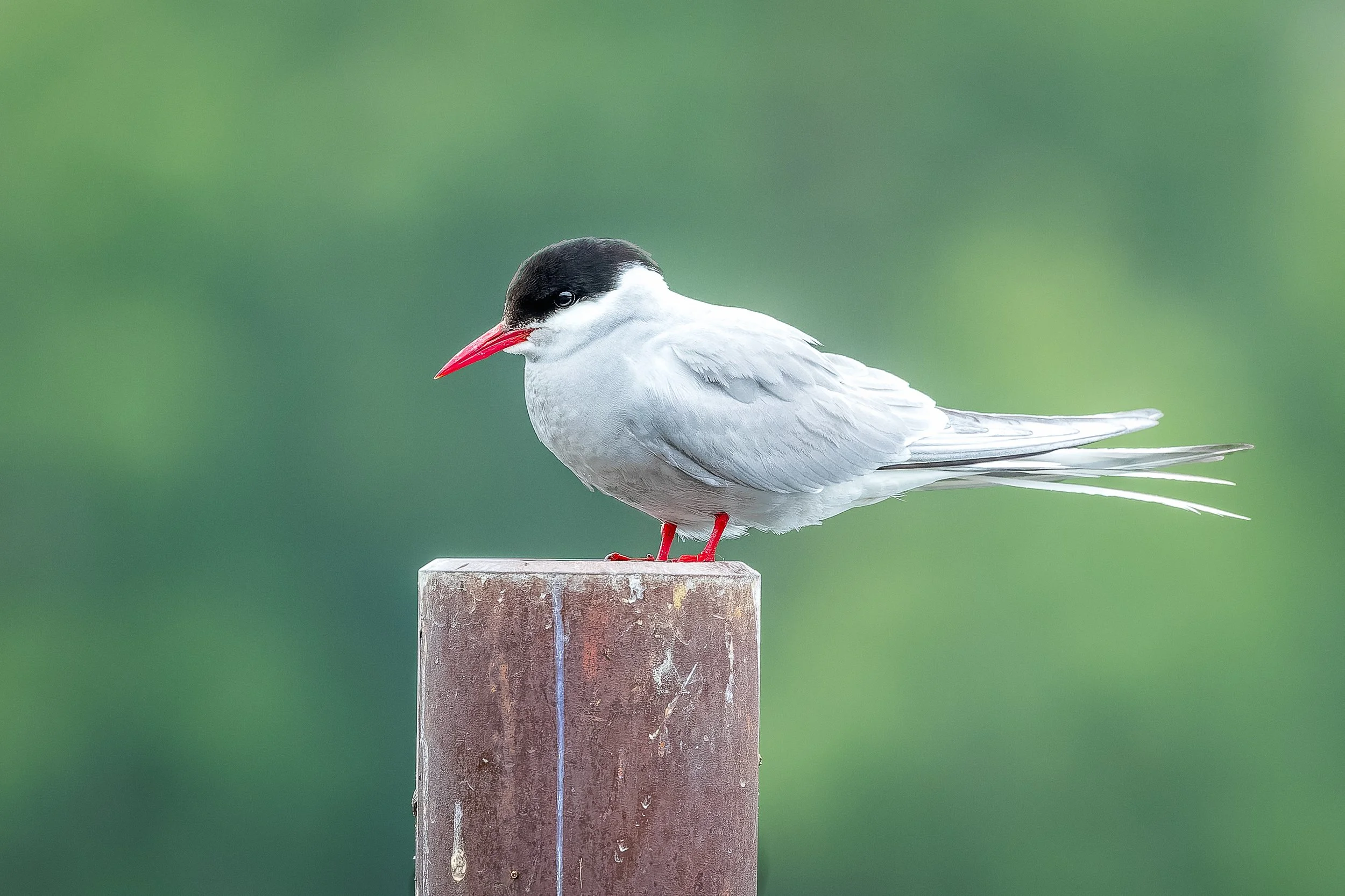 20240704- Westchester Lagoon-8890-CR3_DxO_DeepPRIME.jpg