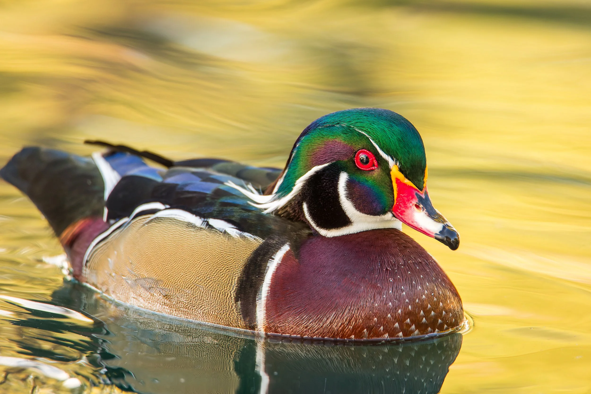 20211101- Reid Park-7012-CR3_DxO_DeepPRIME.jpg