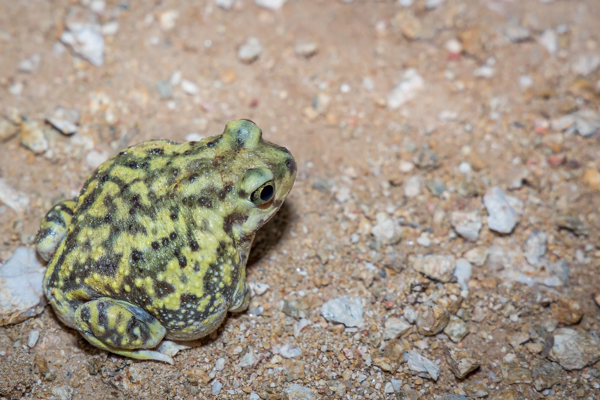 20210907- Sabino Canyon Night Hike-6742-CR3_DxO_DeepPRIME.jpg