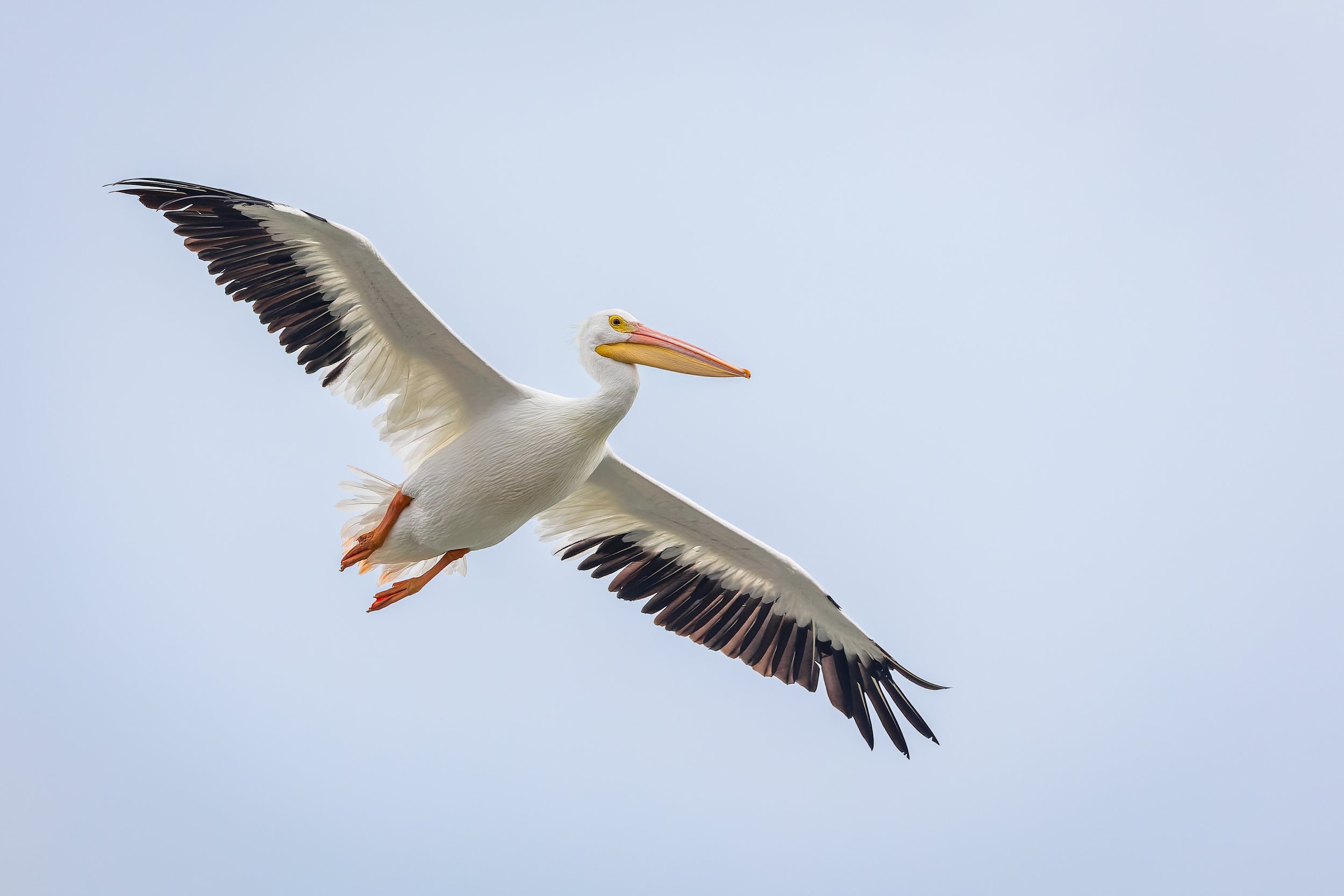 20241228- Goose Island SP-2717-CR3_DxO_DeepPRIME.jpg