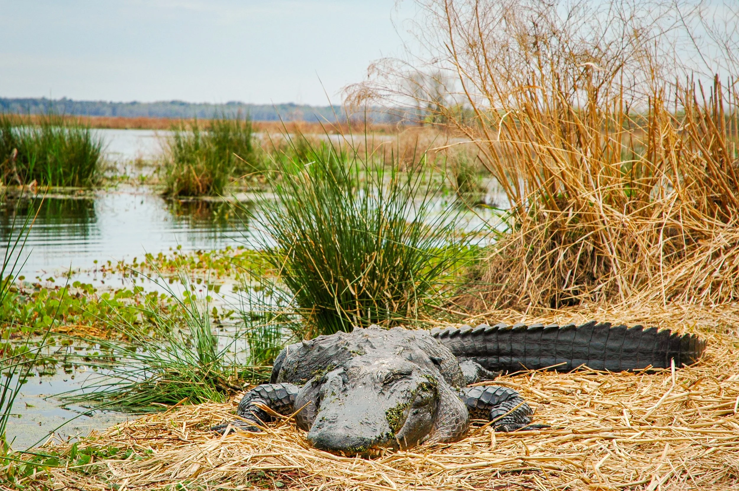 20100309-La Chua Trail-110.jpg