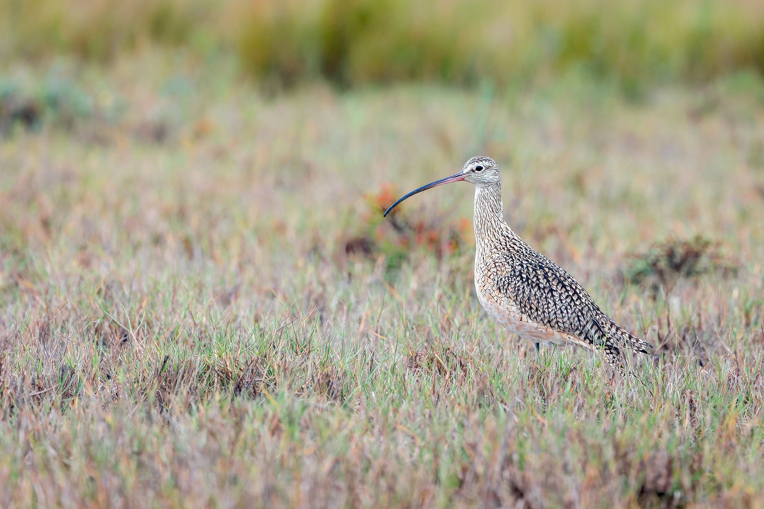 20241228- Goose Island SP-2598-CR3_DxO_DeepPRIME.jpg