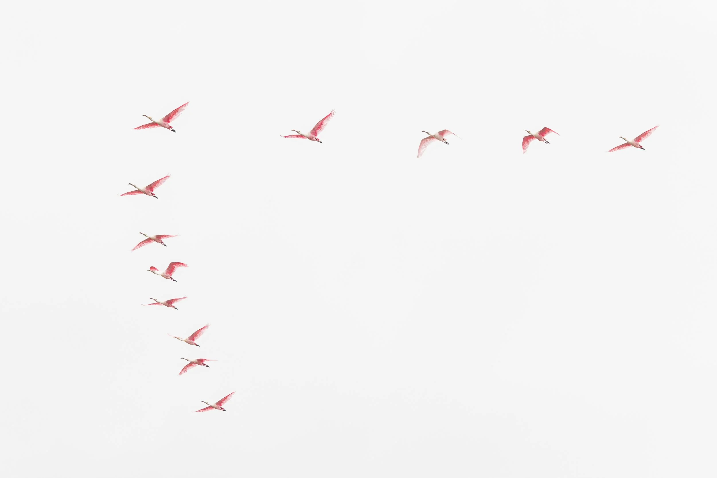 20241228- Goose Island SP-2791-CR3_DxO_DeepPRIME.jpg