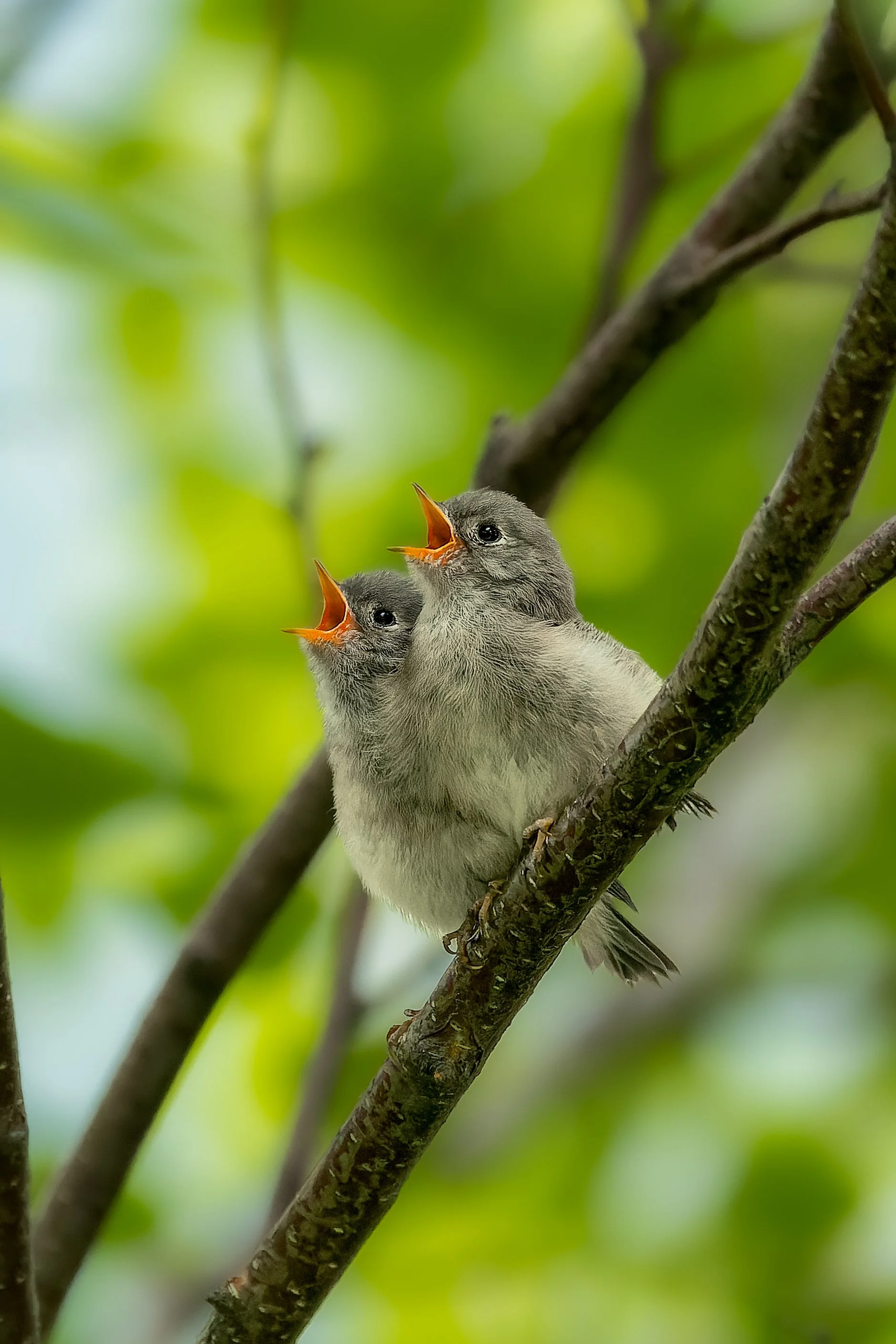 20240708- Eagle River Nature Center-1193-CR3_DxO_DeepPRIME-Edit.jpg