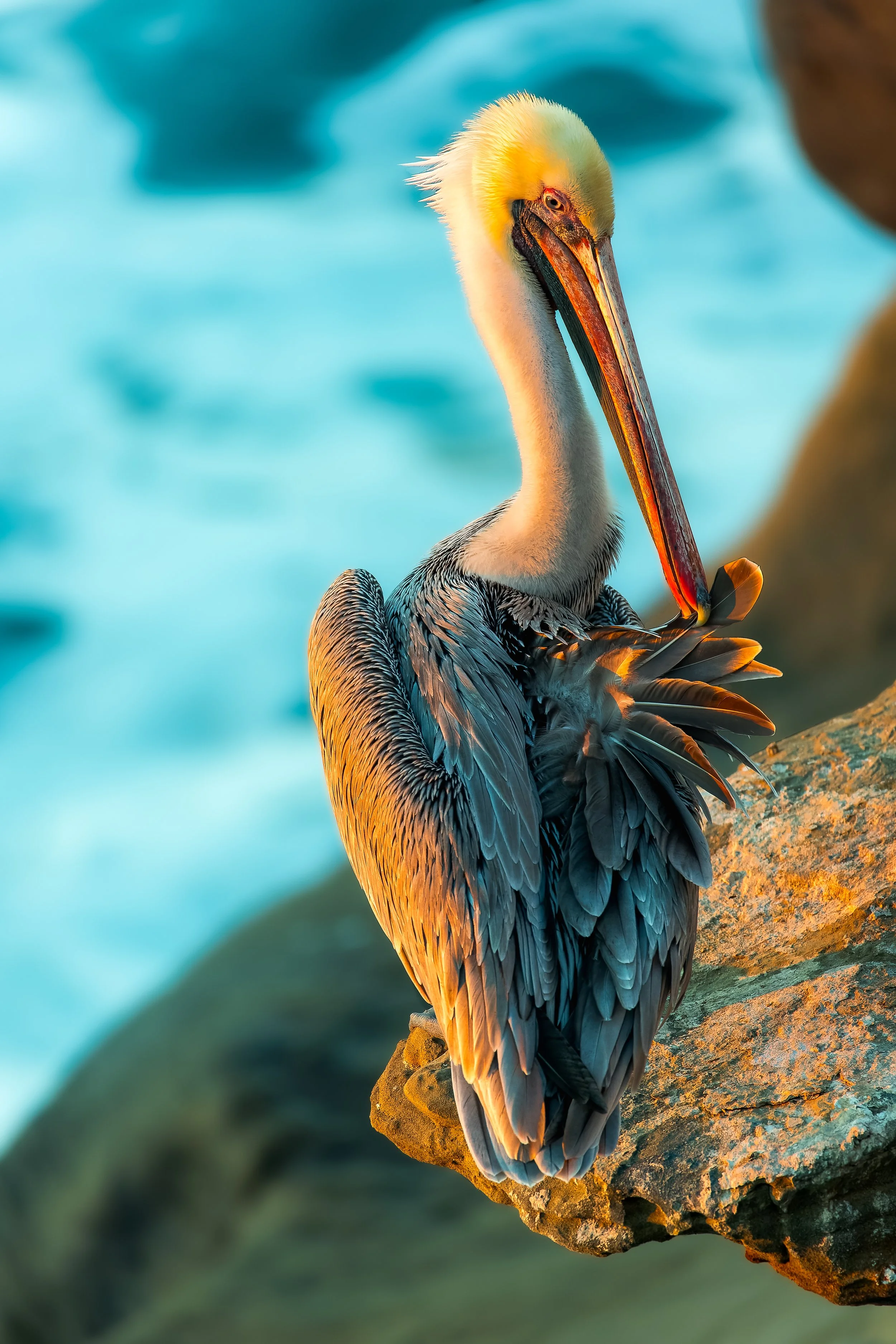 20211028- La Jolla Children's Pool-5661-CR3_DxO_DeepPRIME.jpg