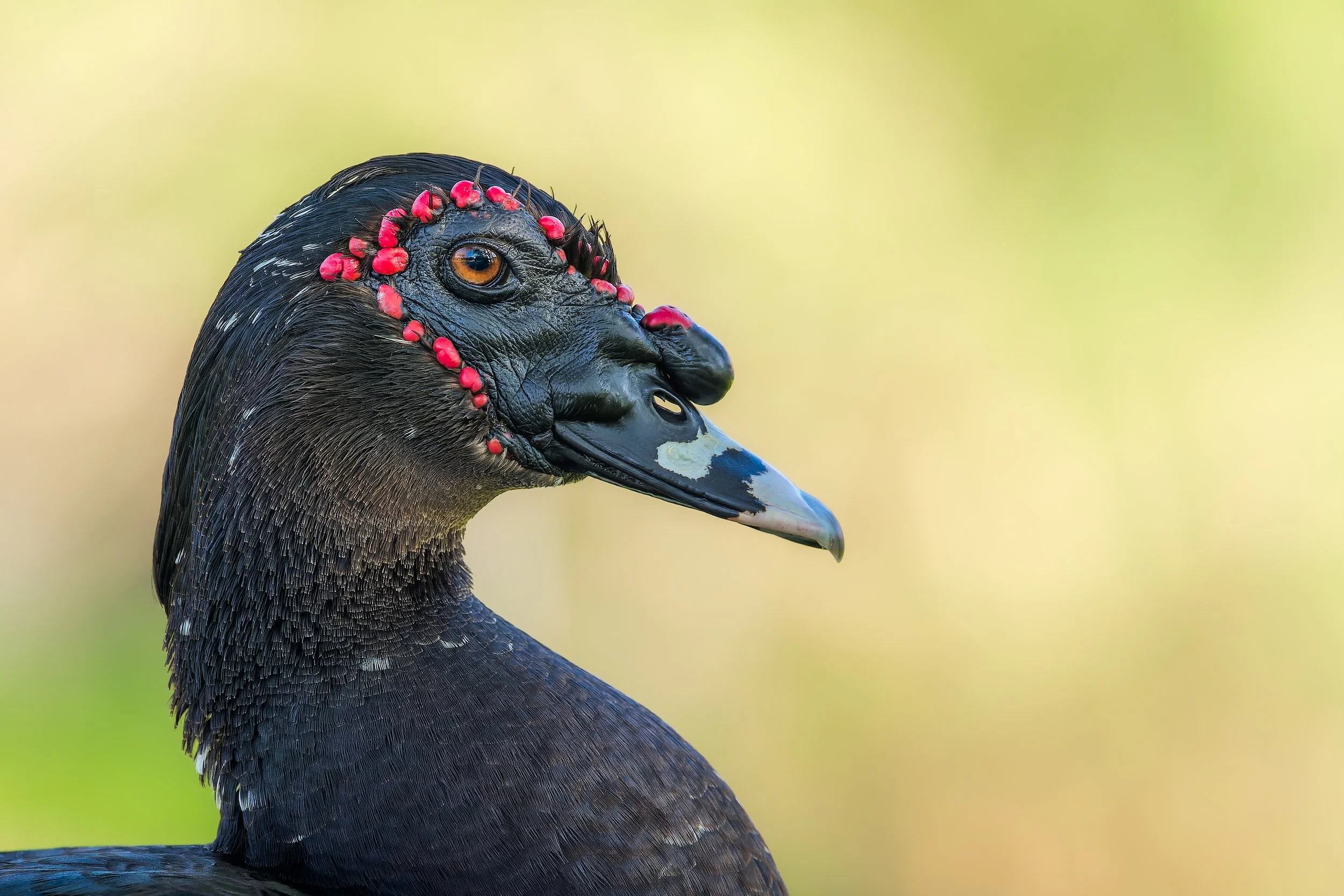 20241230- UTLRGV Resacas-4712-CR3_DxO_DeepPRIME.jpg