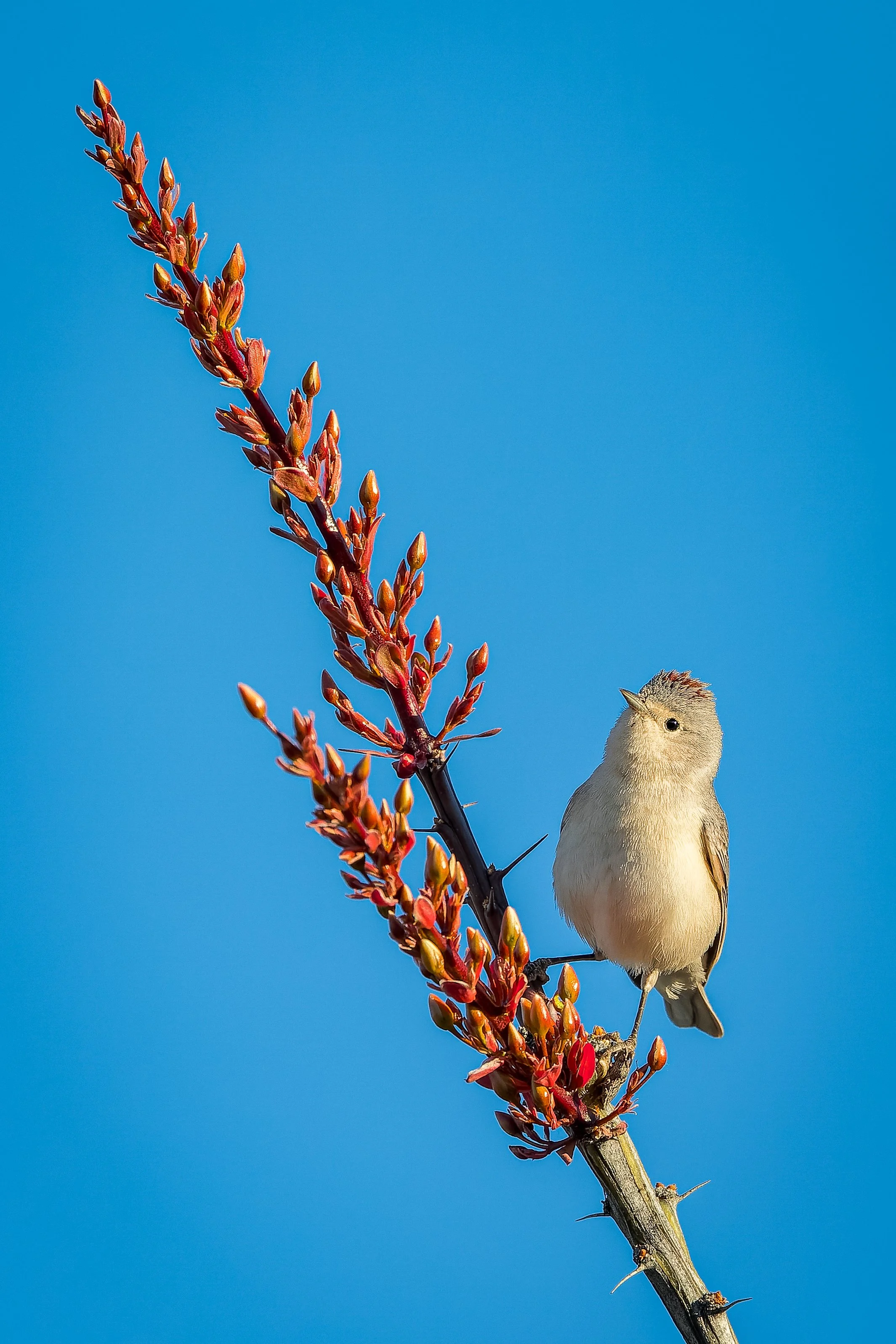 20220313- Sabino Canyon-4902-CR3_DxO_DeepPRIME.jpg