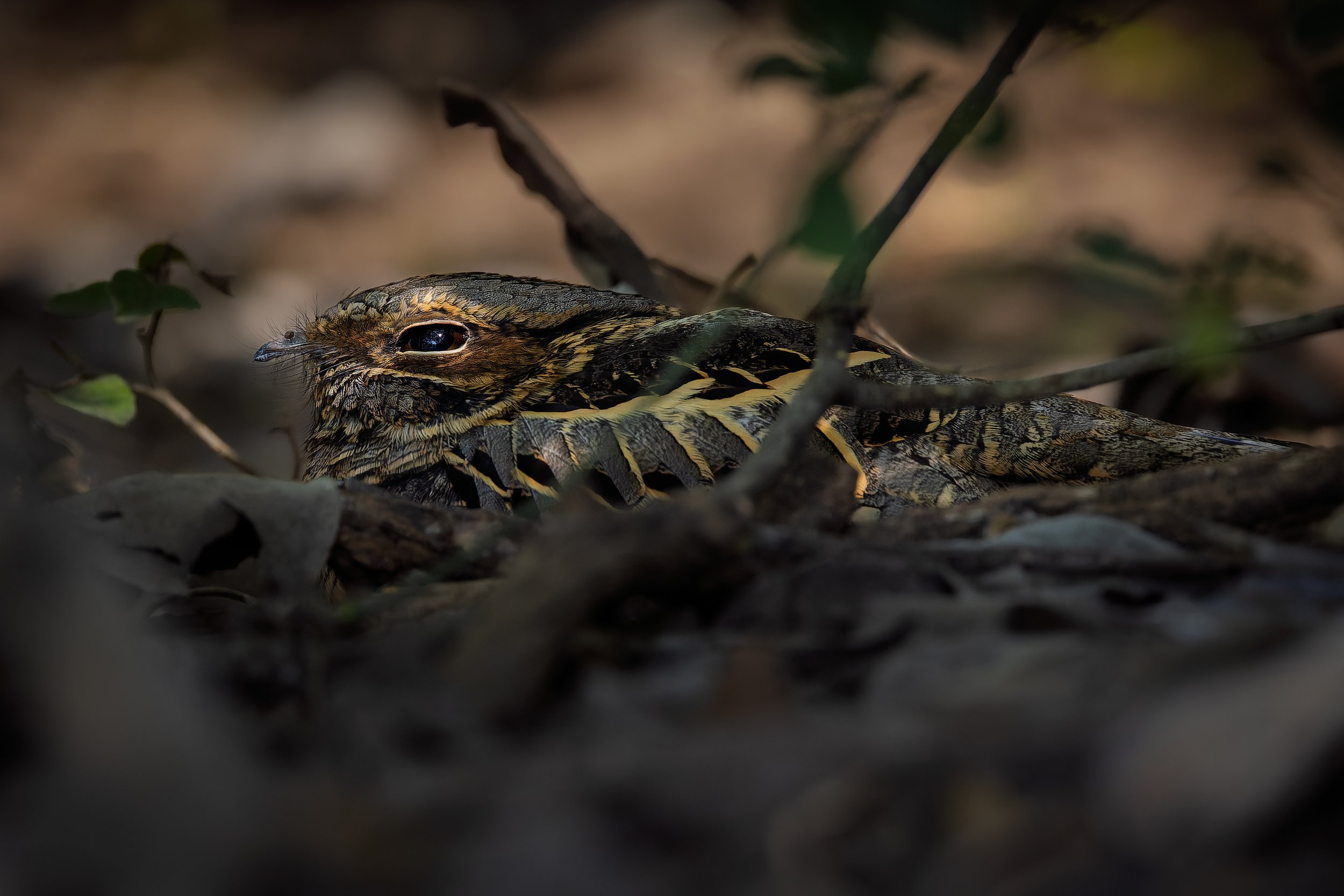 20241231- Estero Llano Grande SP-6178-CR3_DxO_DeepPRIME.jpg