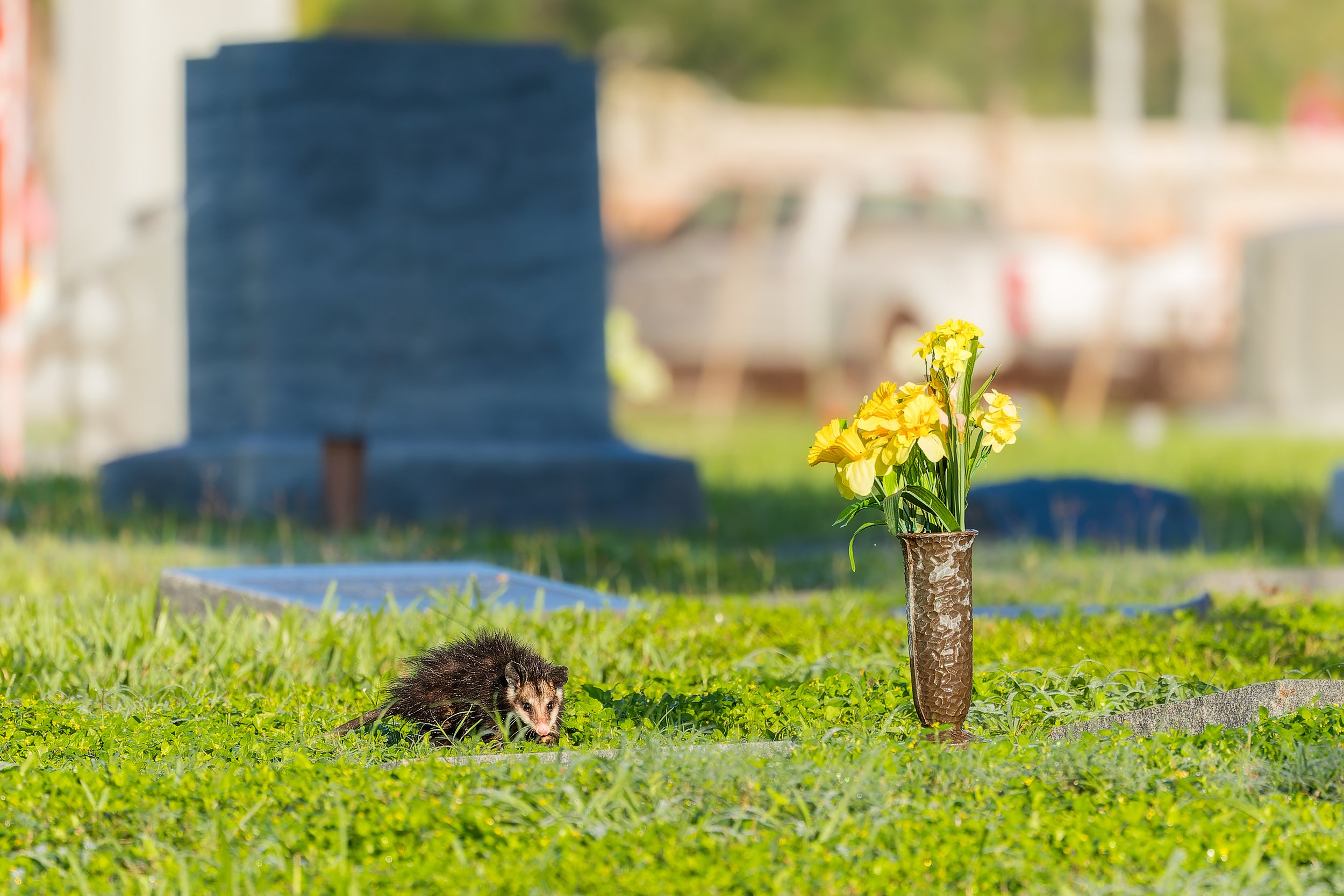 20241230- Buena Vista Cemetery-4361-CR3_DxO_DeepPRIME.jpg