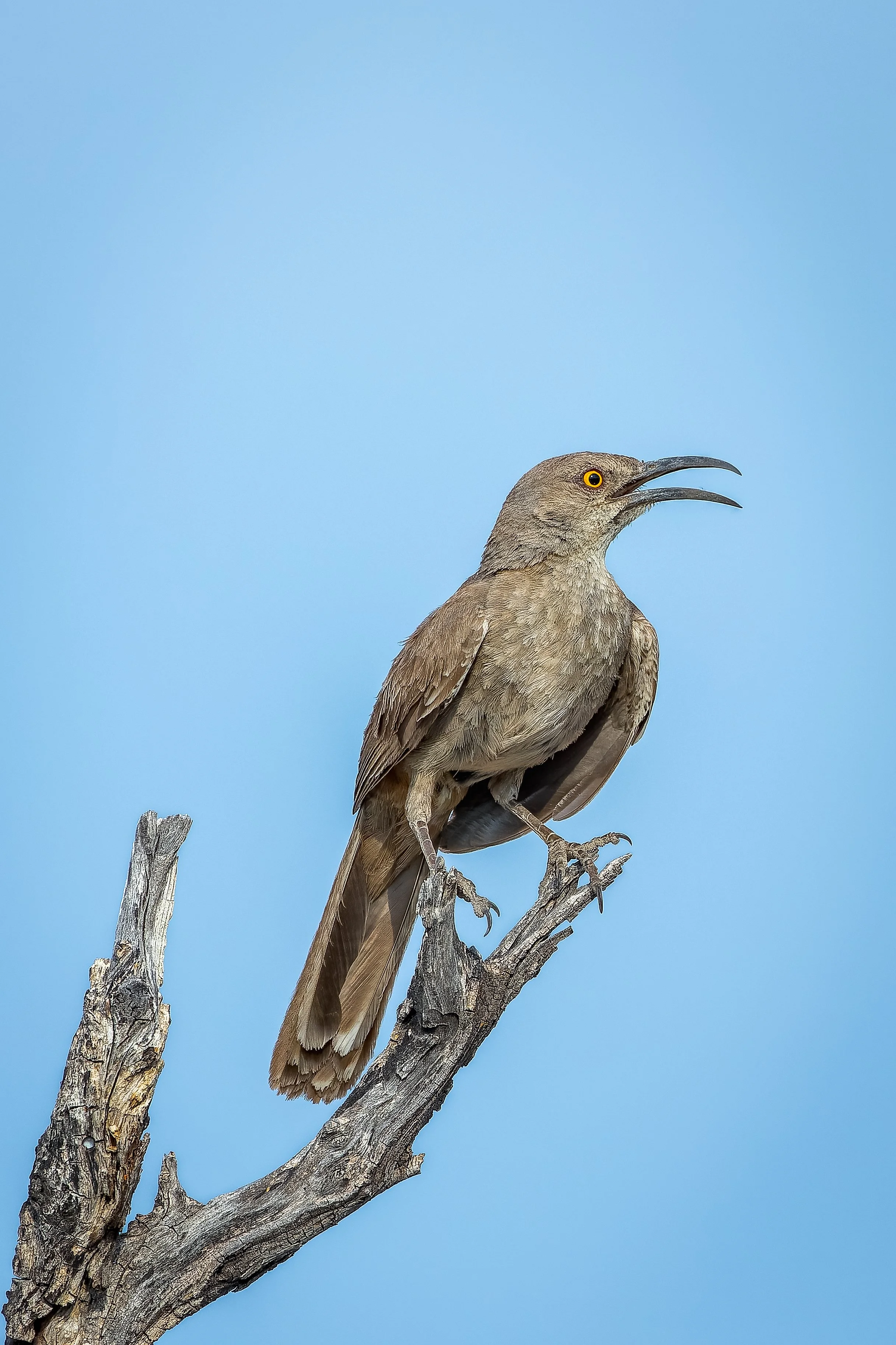 20210622- Rental Lenses Agua Caliente-4564-CR3_DxO_DeepPRIME.jpg